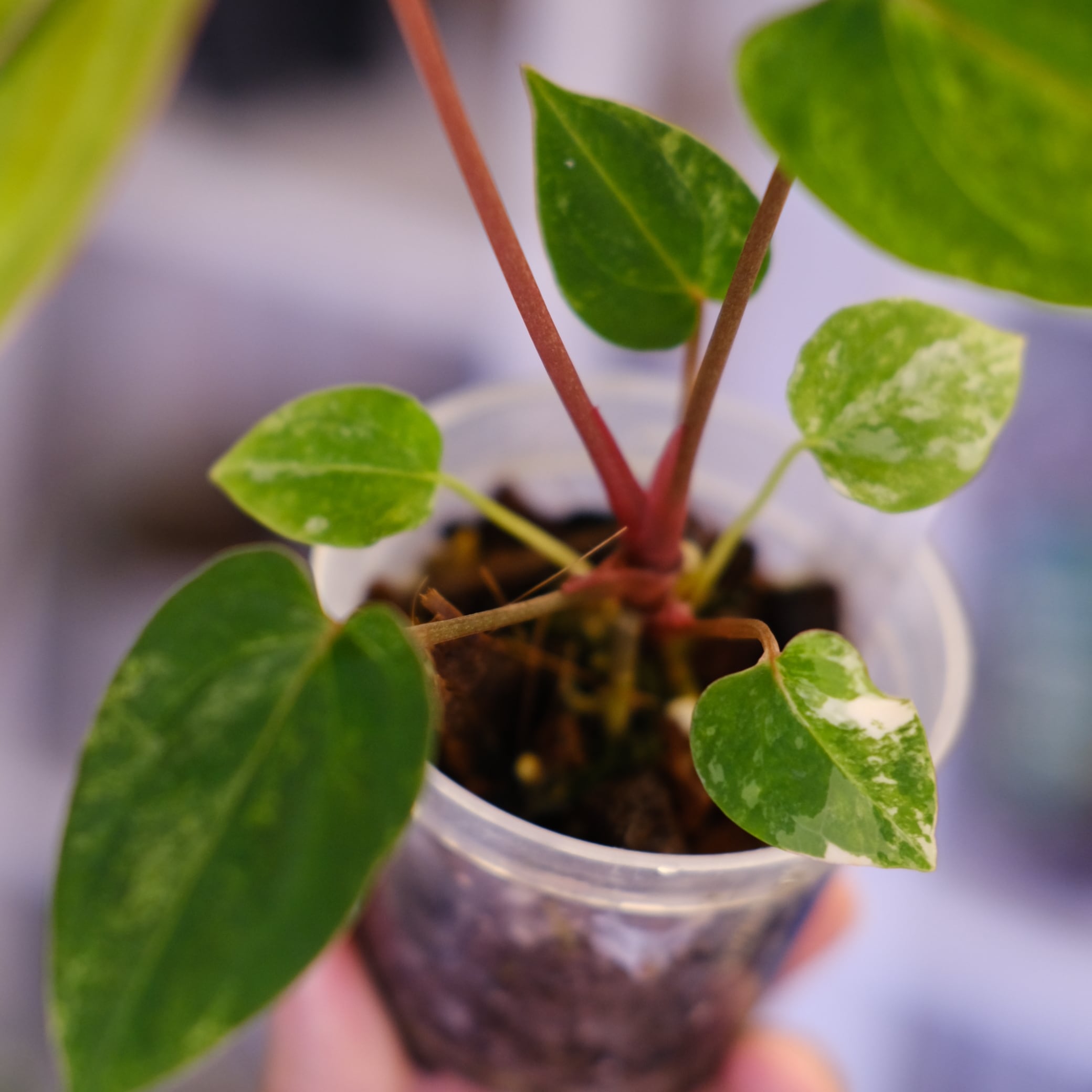 Anthurium (Papililaminum variegated × Crystallinum marble