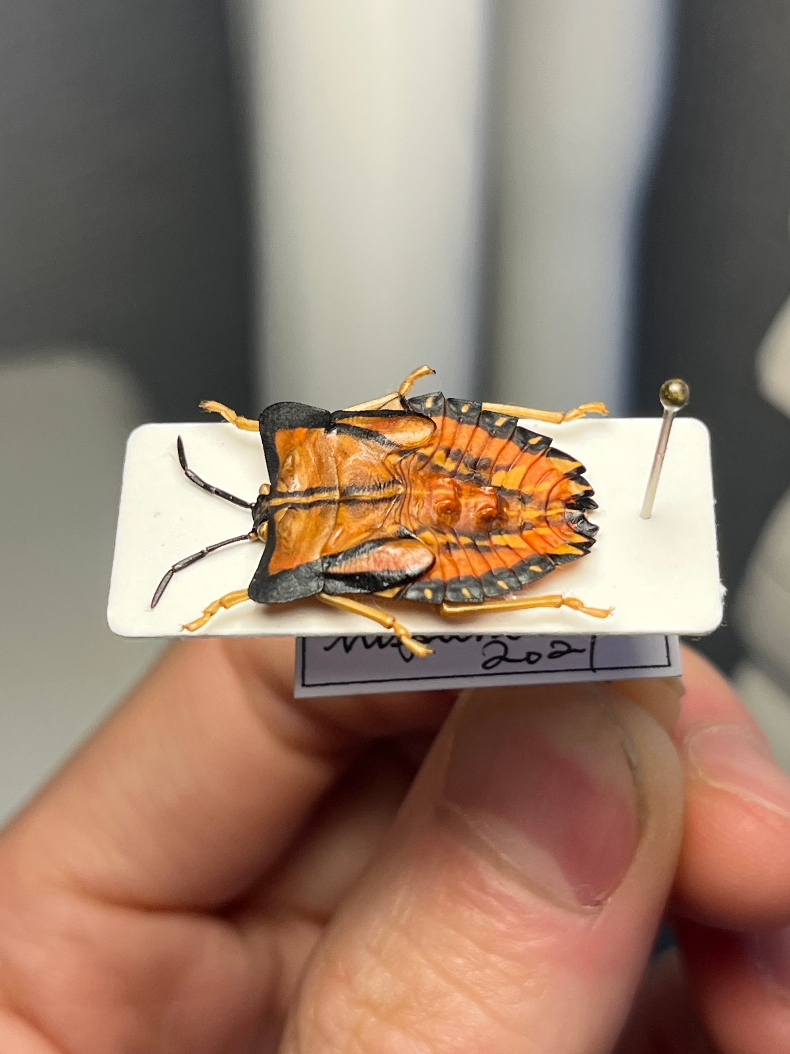 塗壁感のあるライチオオカメムシに酷似のカメムシ 標カミキリタマムシスハンダエ 塗壁感のあるライチオオカメムシに酷似のカメムシ 標カミキリタマムシ