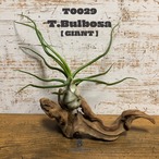 【送料無料】ブルボーサ ジャイアント〔エアプランツ〕現品発送T0029