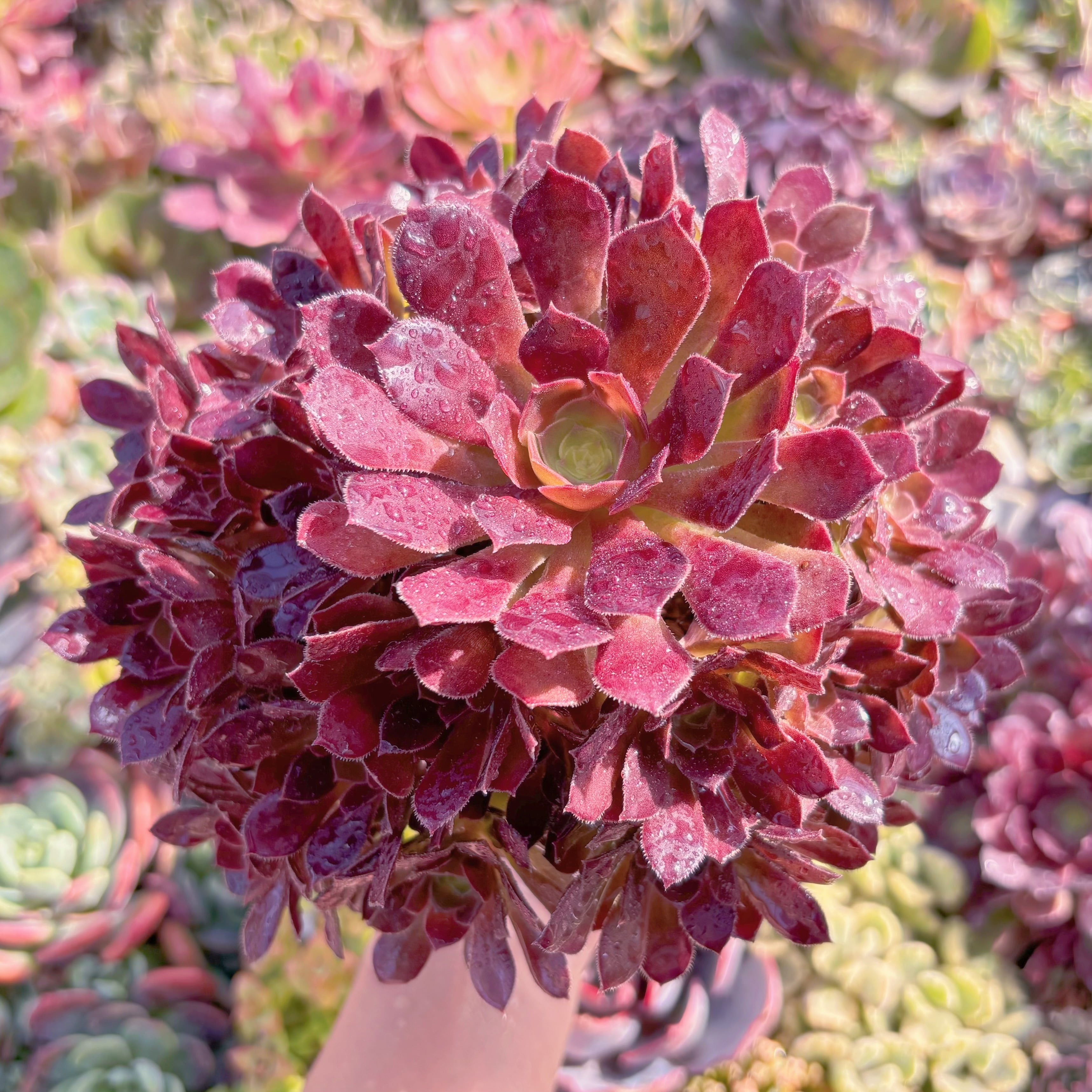 現品　plum purdy#B57　大群生　るる農園