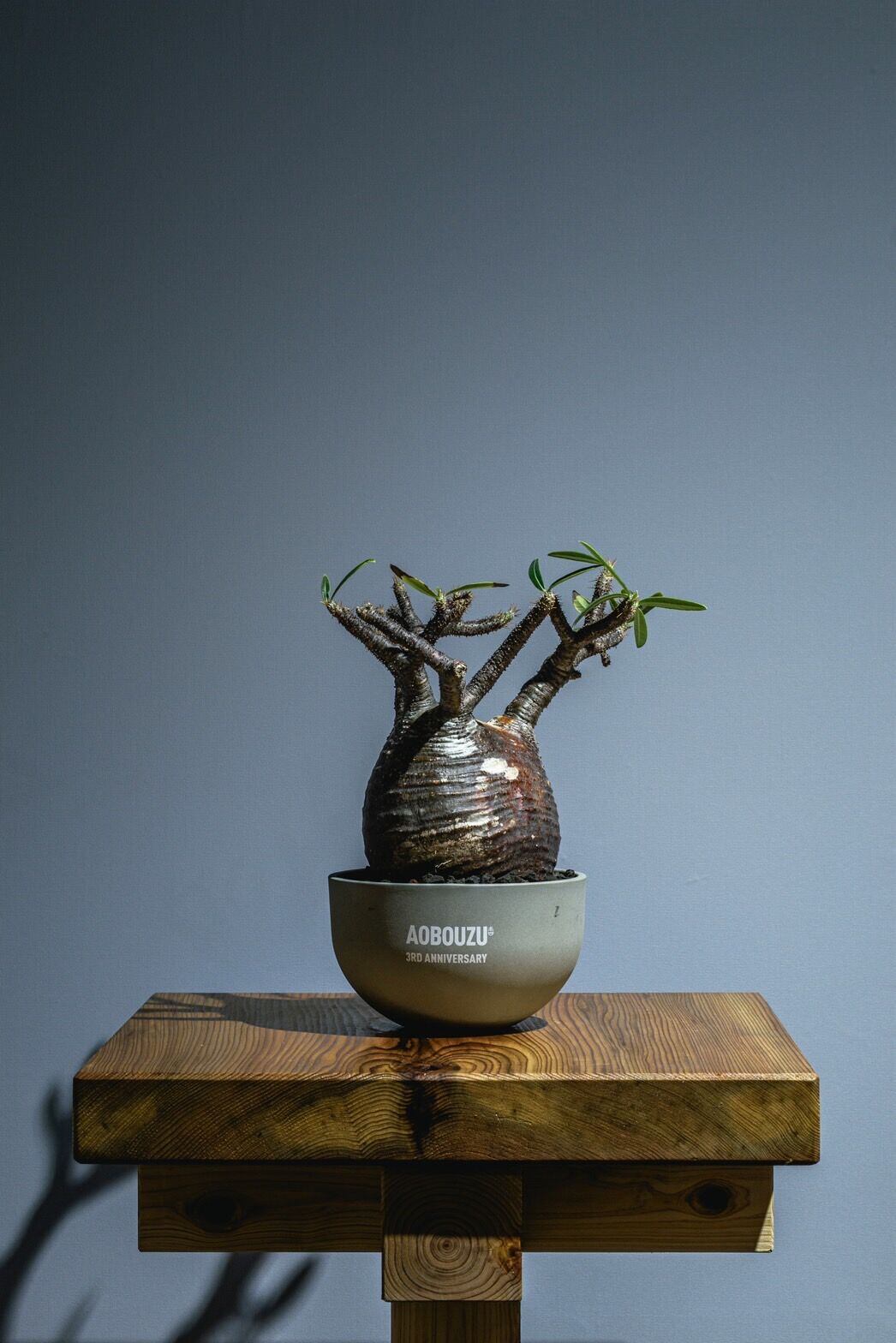 Lsize】パキポディウム•グラキリス パキポディウム グラキリス Lサイズ