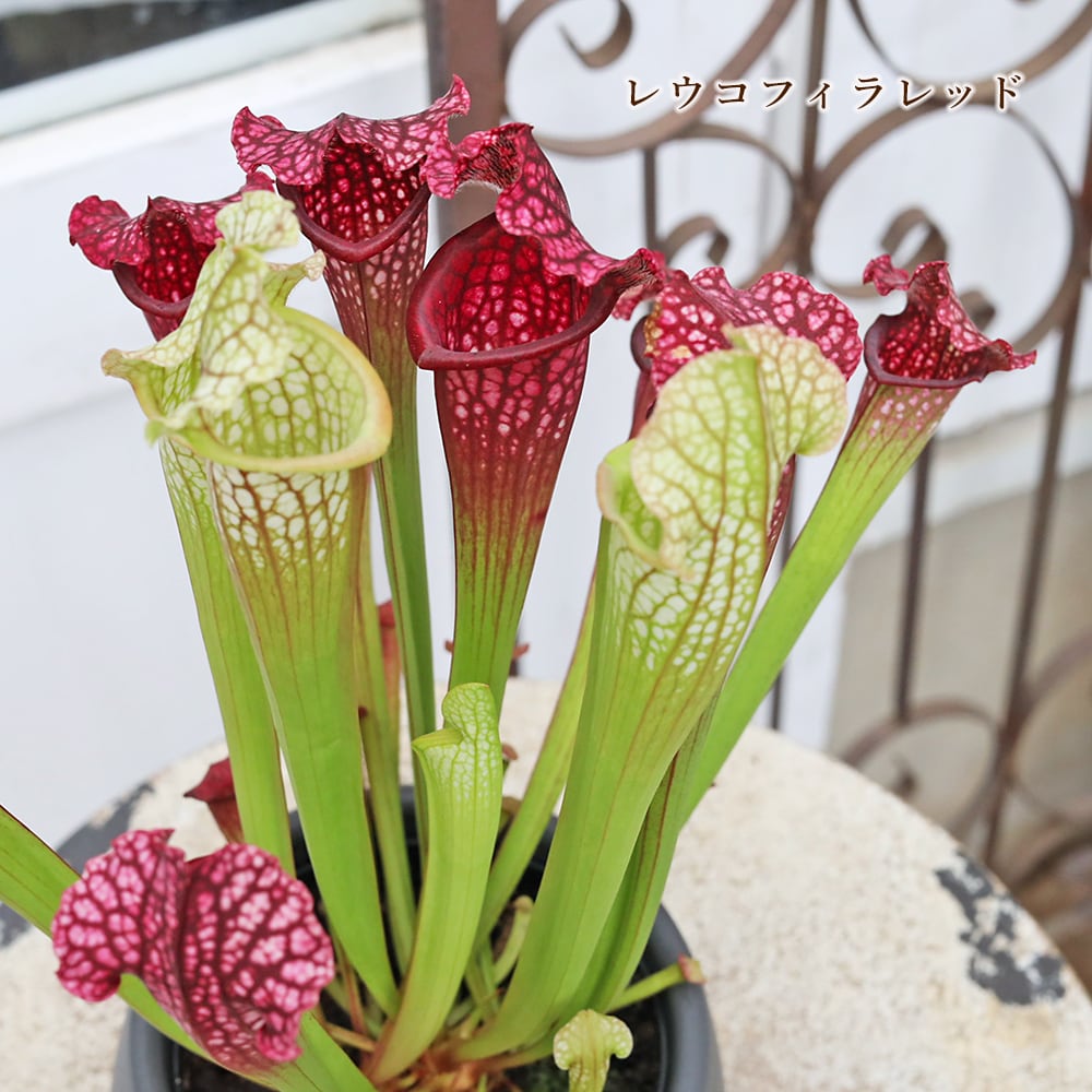 観葉植物 食虫植物 サラセニア 3.5号 レウコフィラ フィラデルフィア