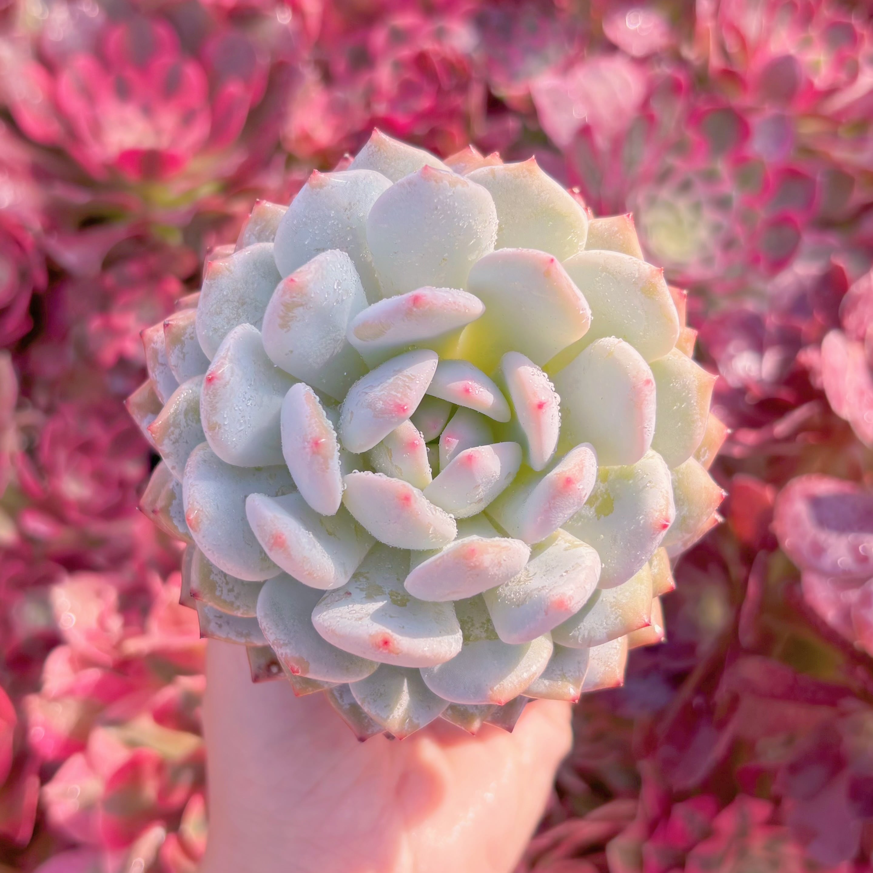 現品　玉芙蓉#K136　大苗　るる農園