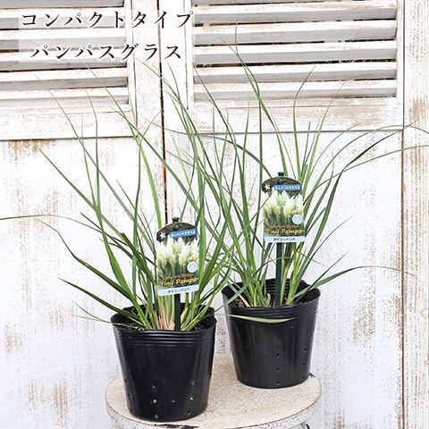 P.Willinckii cv Sri Peuak × P. Willinckii cv Watchara Sporeling