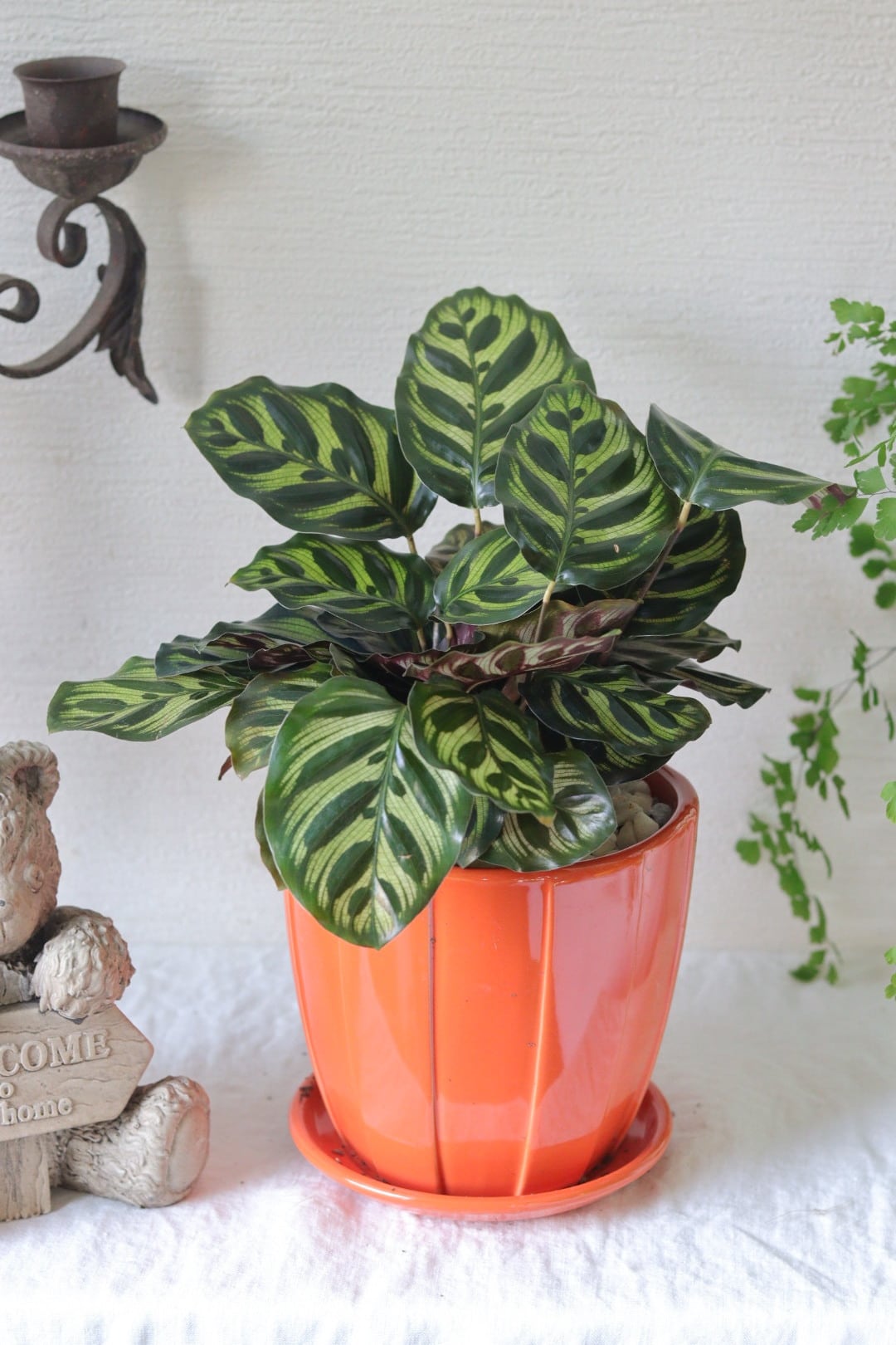 盆栽風♡野生的グリーン♡観葉植物♡ガジュマル | Total Plants Egret