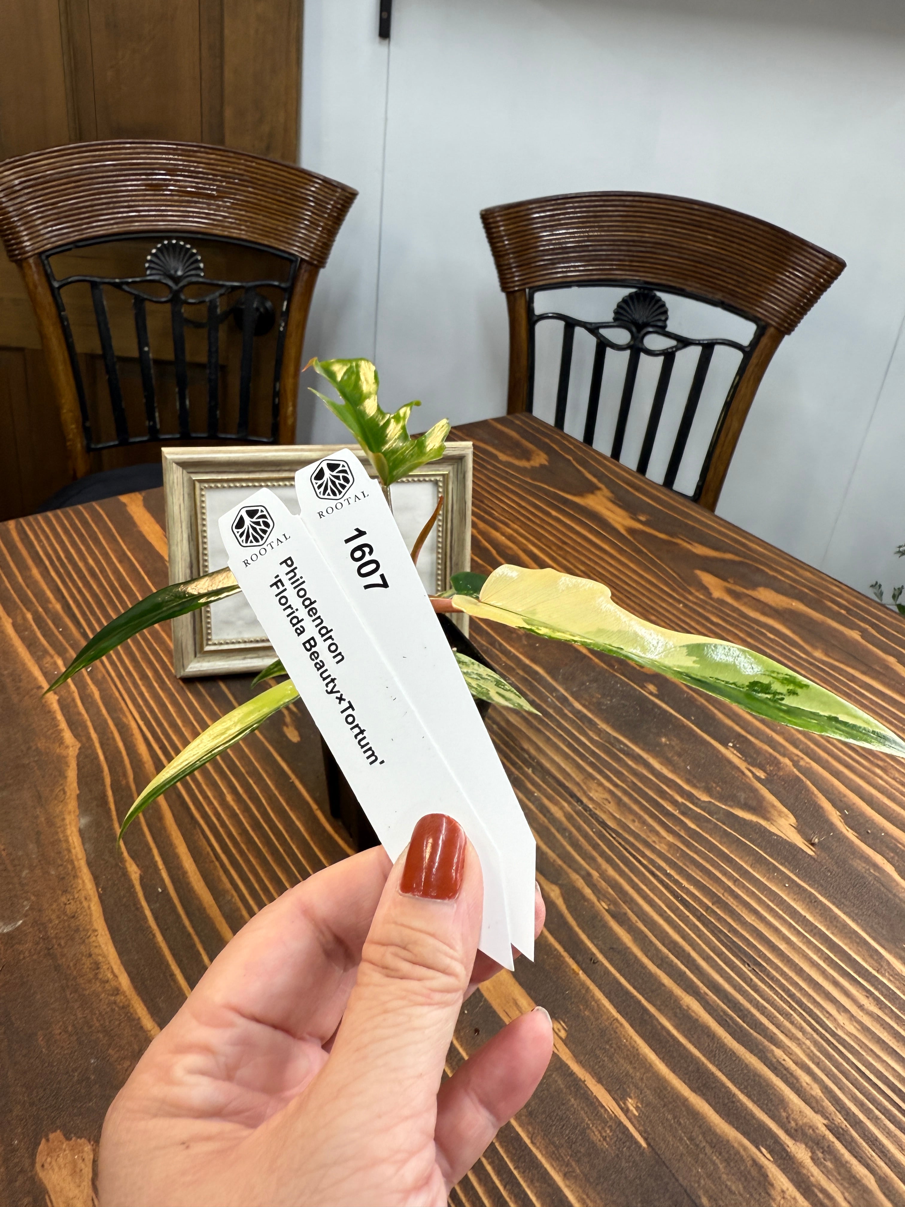 ★1607【淡黄斑の美彩葉】フィロデンドロン フロリダビューティー×トータム(2.5号ロング硬質ポット)