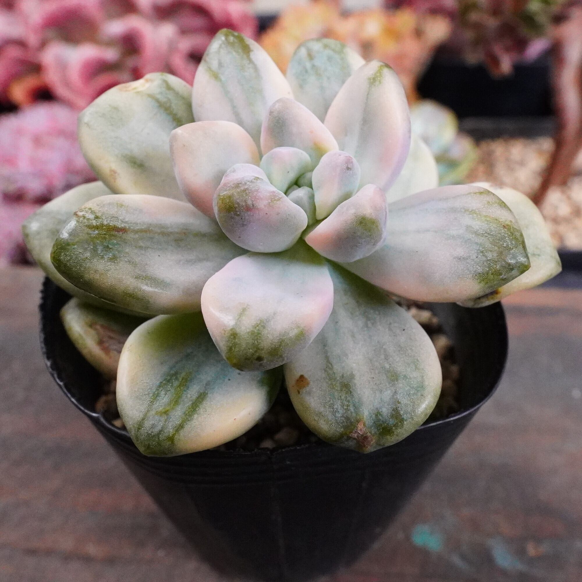 多肉植物（拔き苗) 90枚 90#多肉植物アエオニウム錦❤️花顔黒