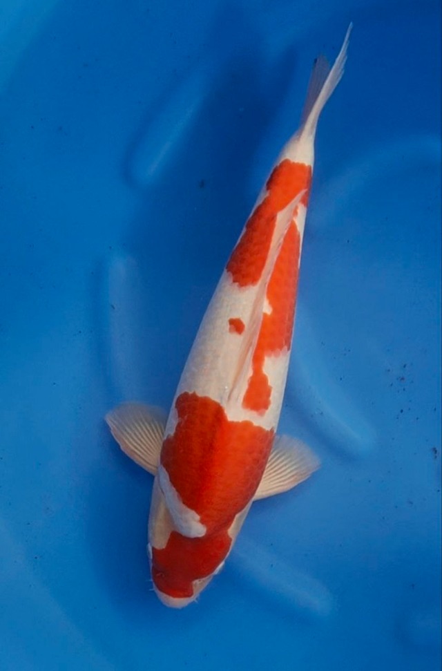 丸山産紅白2歳雄50cm