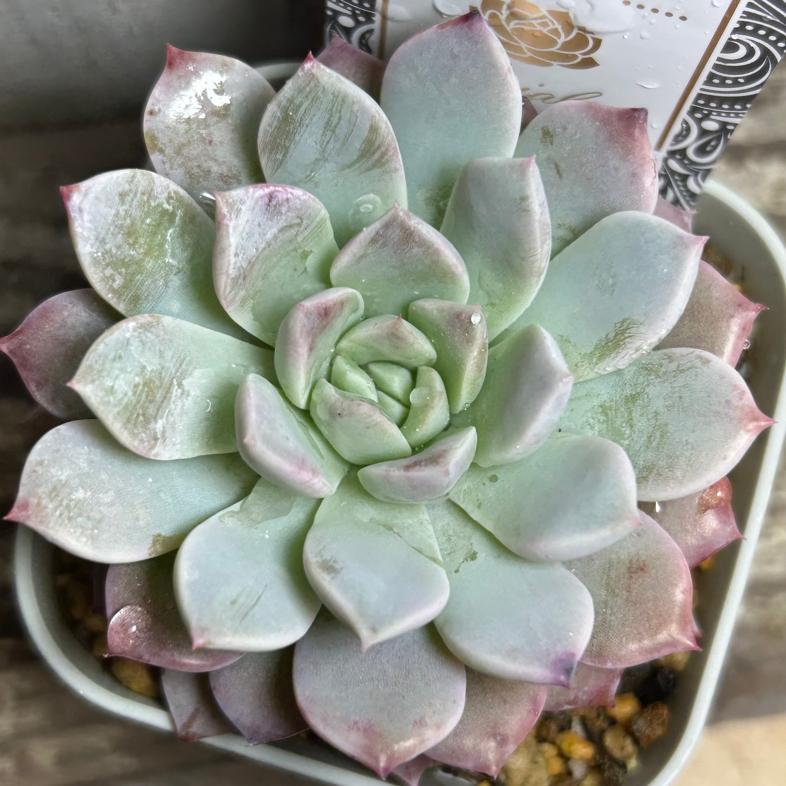 鳳凰法師錦 アエオニウム | RuPo 多肉植物専門店