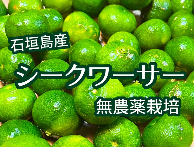 【送料込】無農薬シークワーサー(1kg)