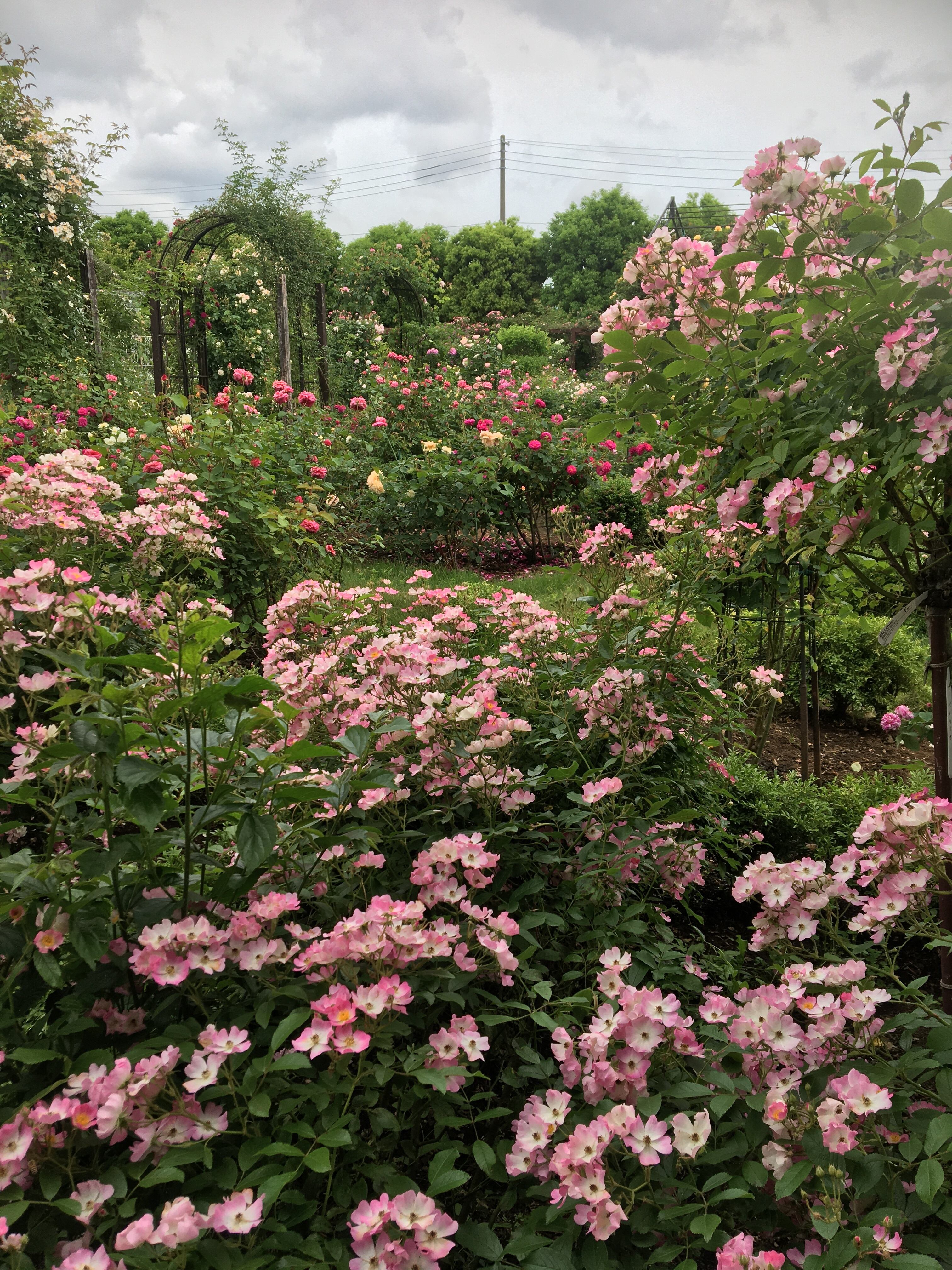 お店のご案内 | ROSE&PLANTS 458