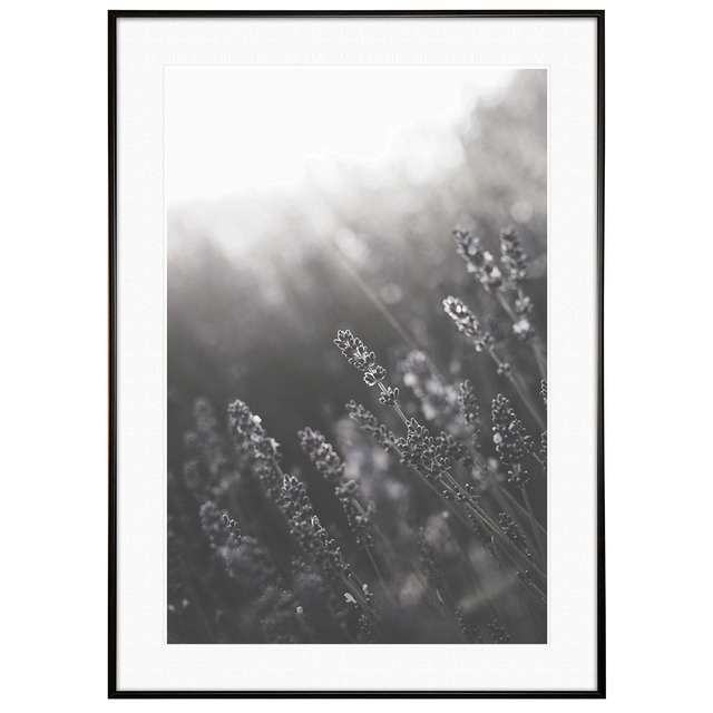 花写真 モノクロ ラベンダー畑 インテリア モノクロアートポスター額装 AS0889