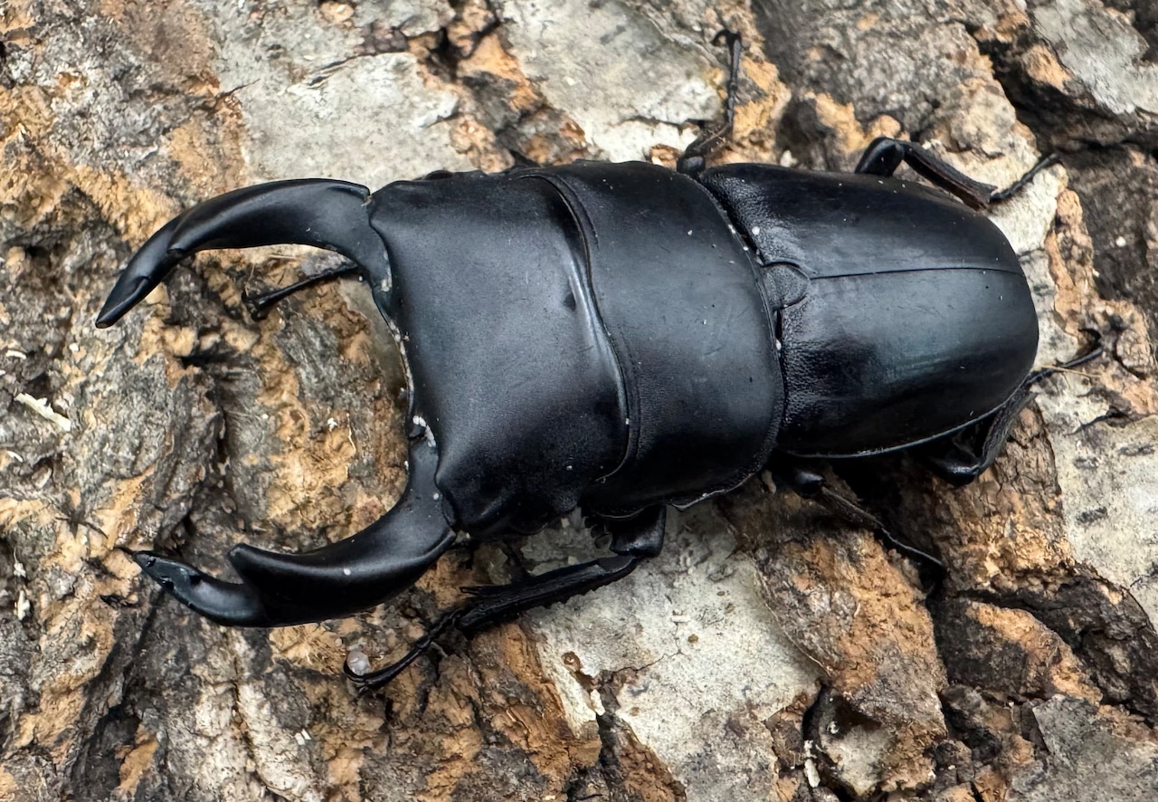 【WD】《ホペイオオクワガタ 山東省産 63mm ペア》