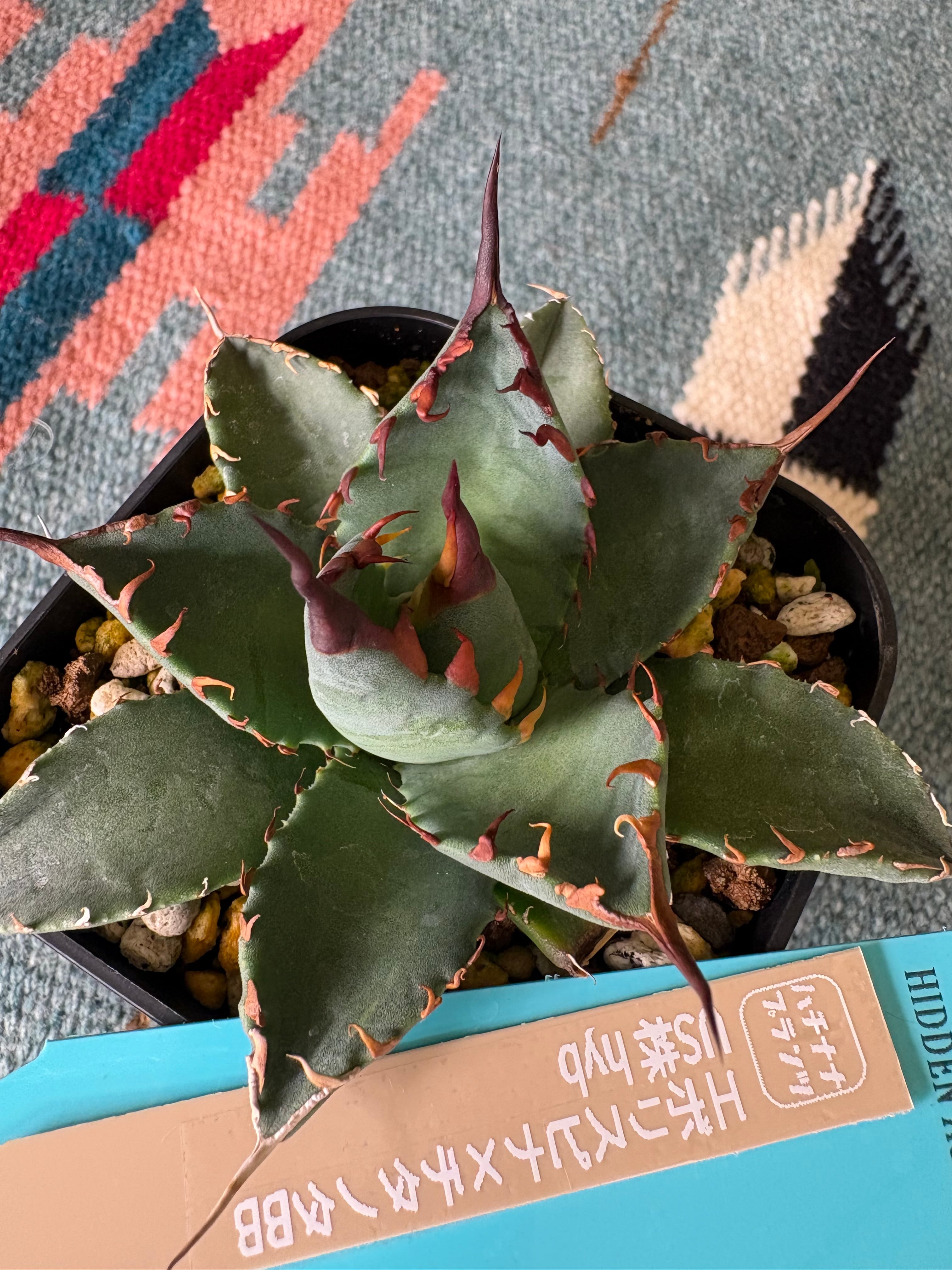 エボリスピナ×チタノタBB US株 hyb 送料無料 | 87PLANTS