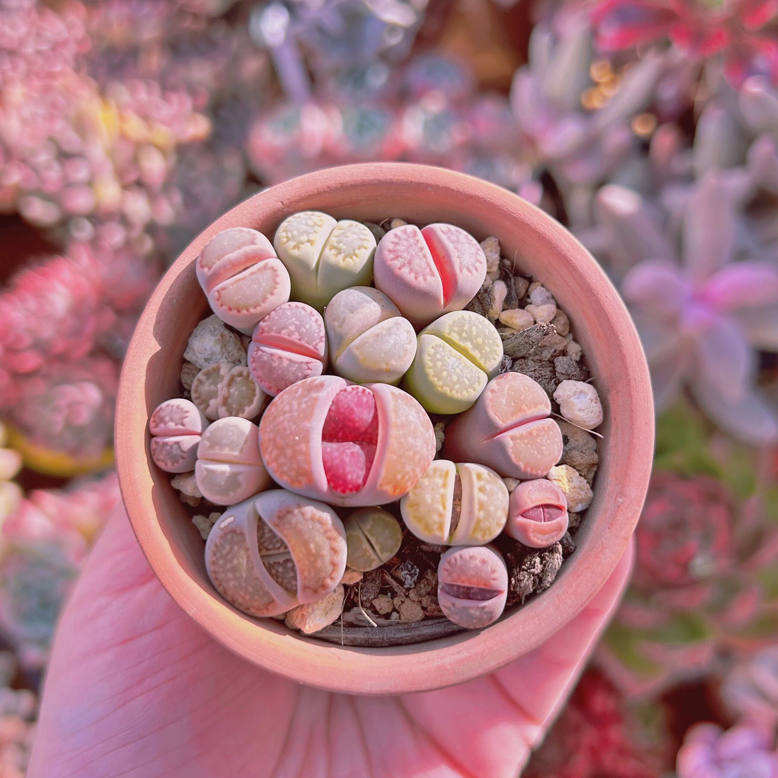 #321現物　多肉植物　メセン　鉢付き発送