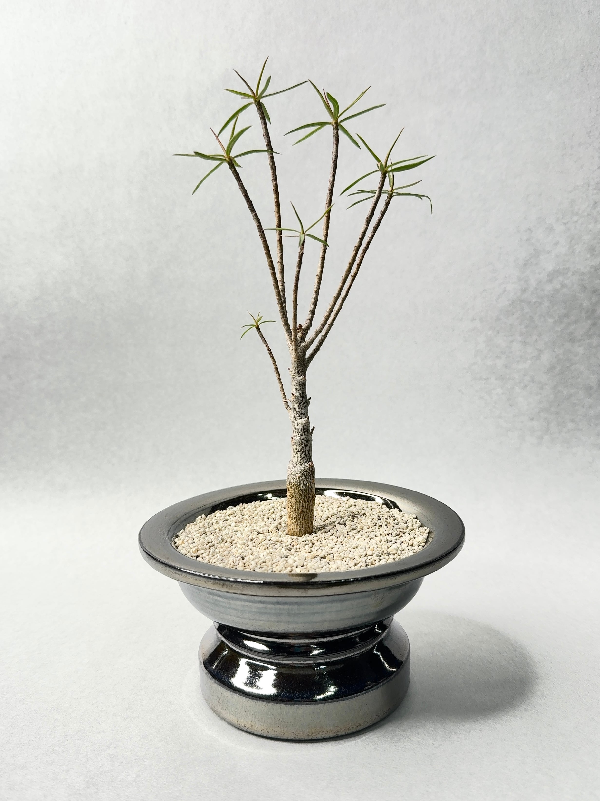 ユーフォルビア・バルサミフェラ