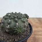 Neochilenia dimorpha【ネオチレニア・デモルファ】
