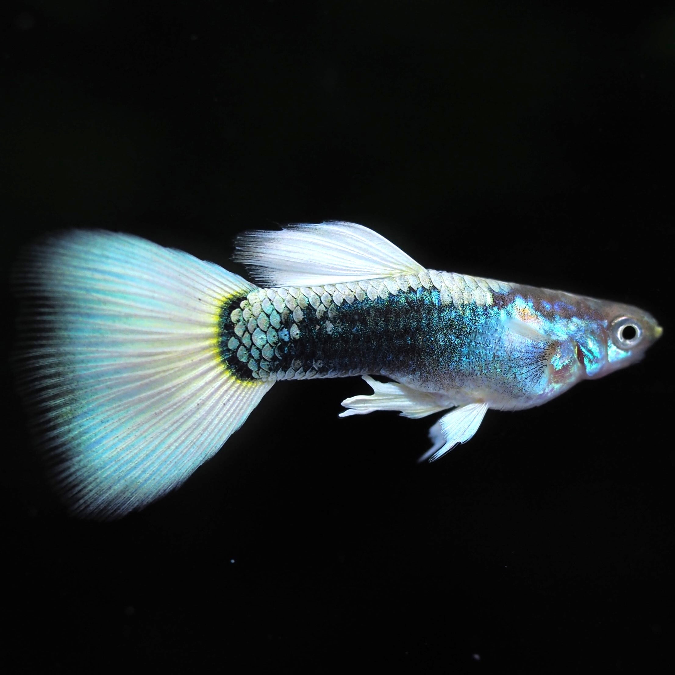 【グッピー】ロングフィン　ロングドレス　 GUPPY | 伊豆グッピーファーム