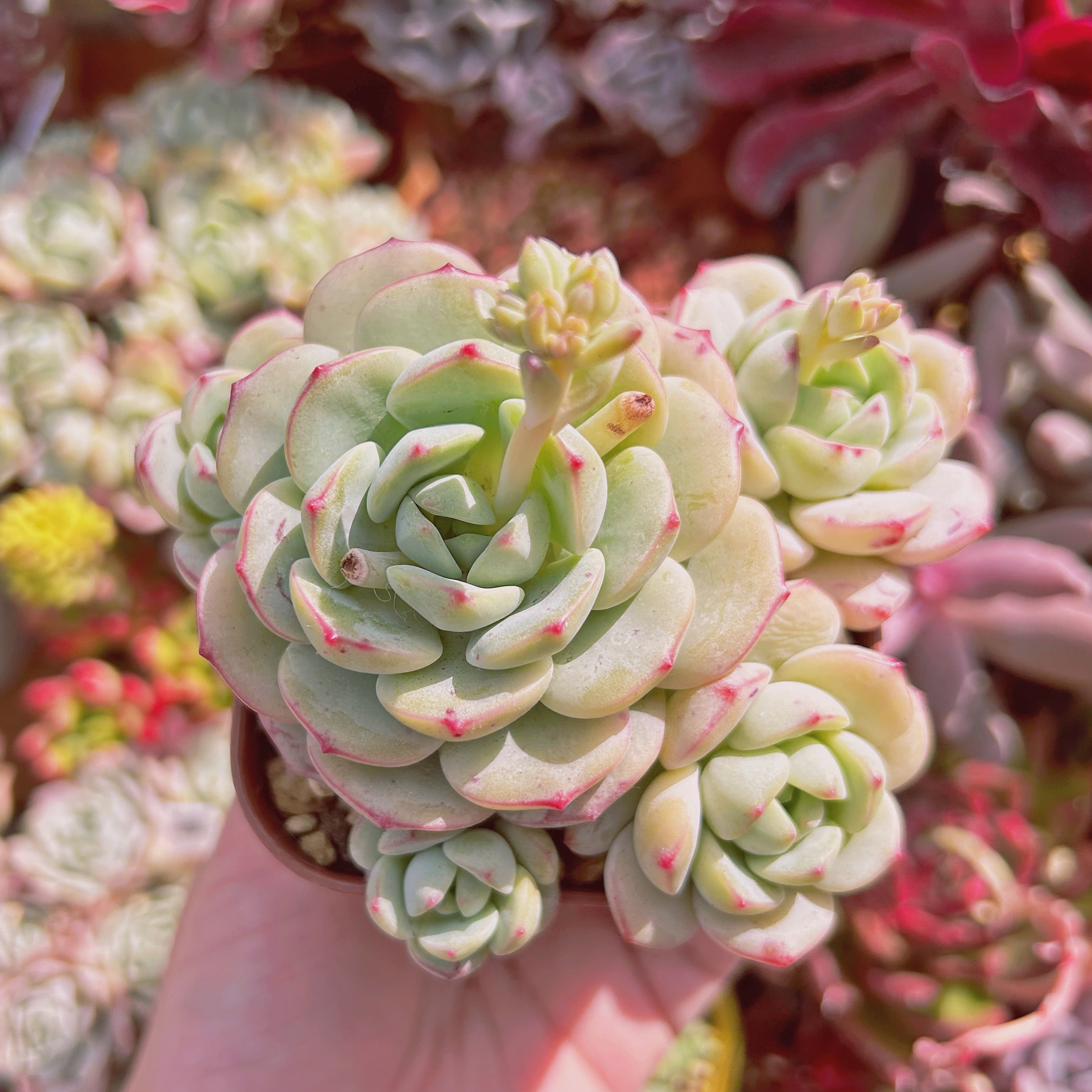 #274現物　多肉植物　バニラビス　