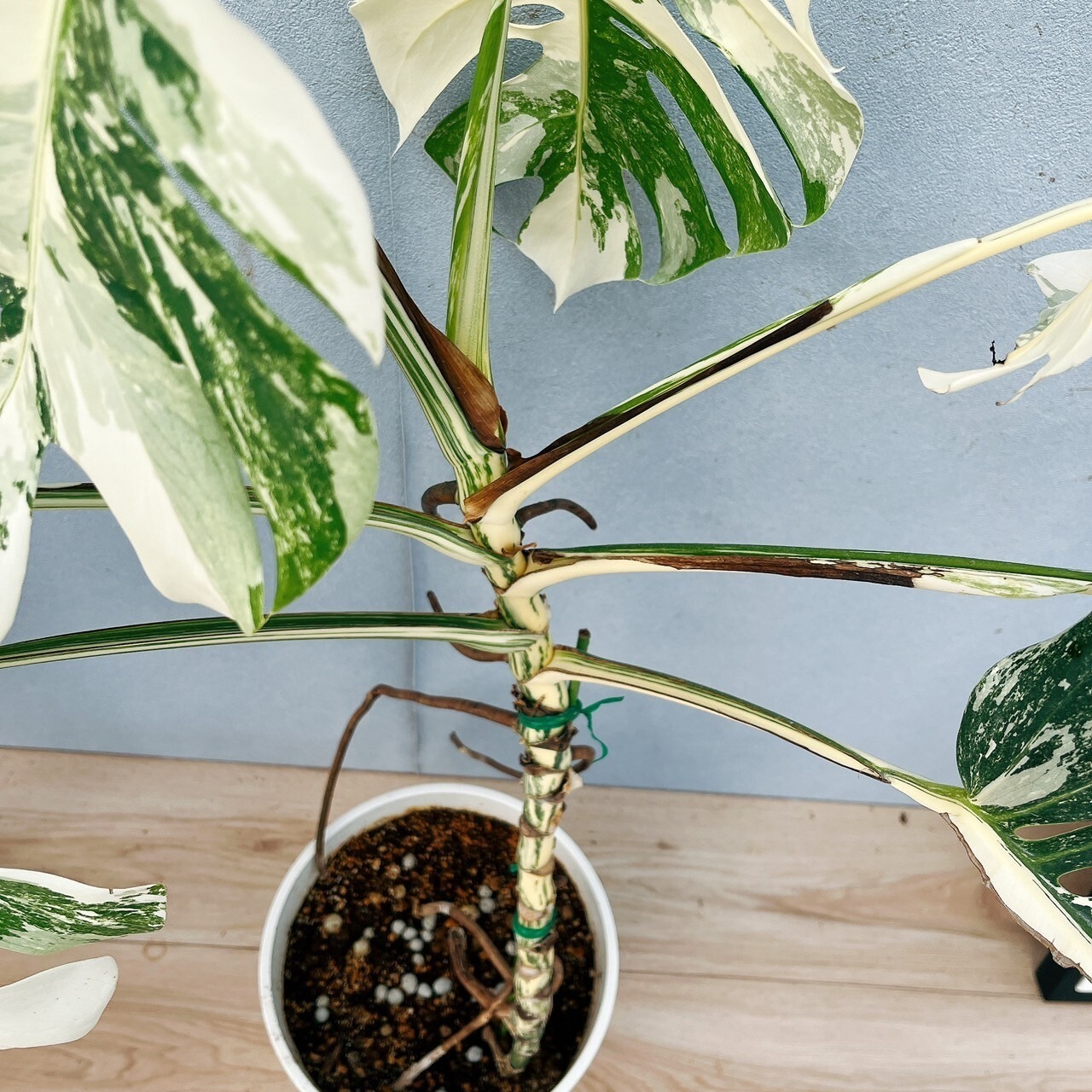 超最高級 超希少 極斑入り モンステラ ボルシギアナ ホワイト タイガー  