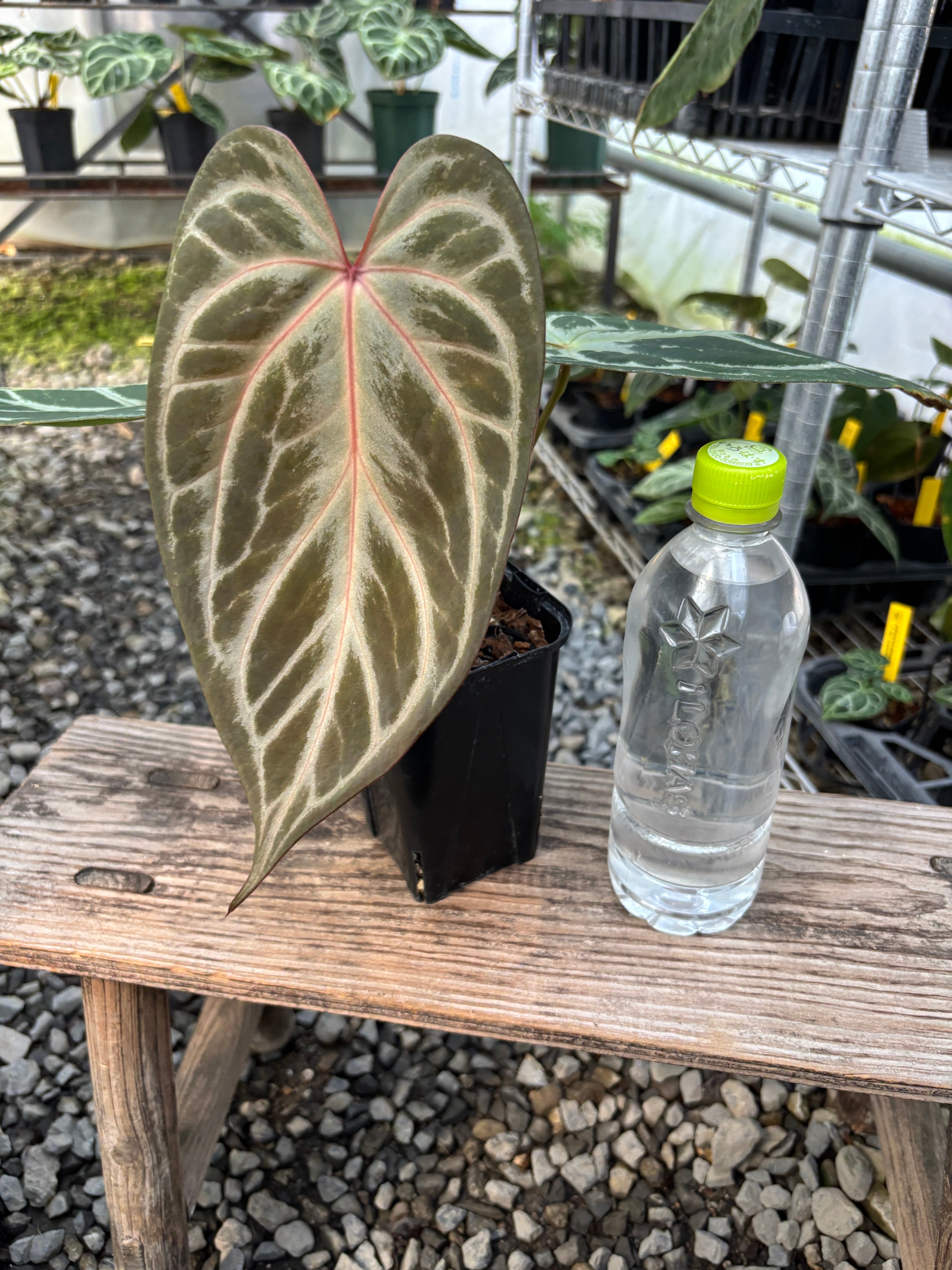 ライン木質化多稜タイプ】雄株 12稜 Euphorbia Obesa ユーフォルビア