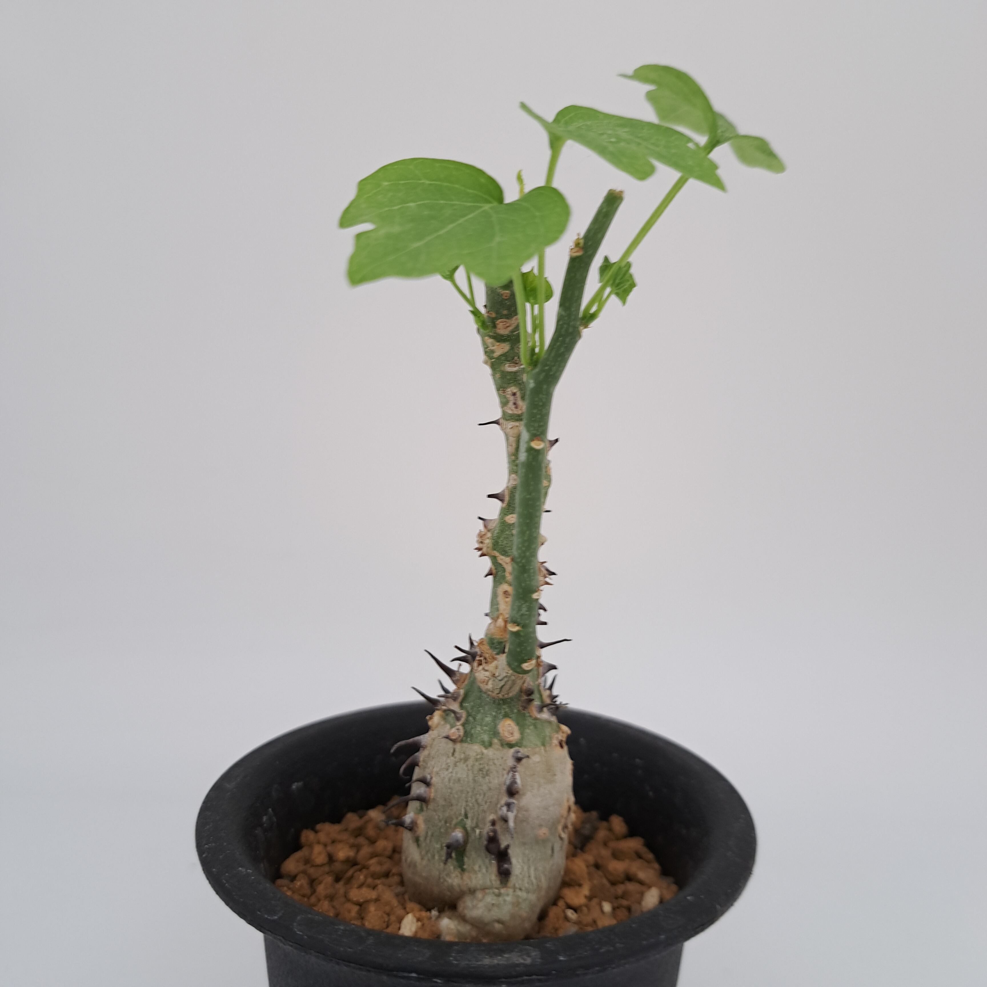 86351998bb4edcf2d6f054f5e800ec