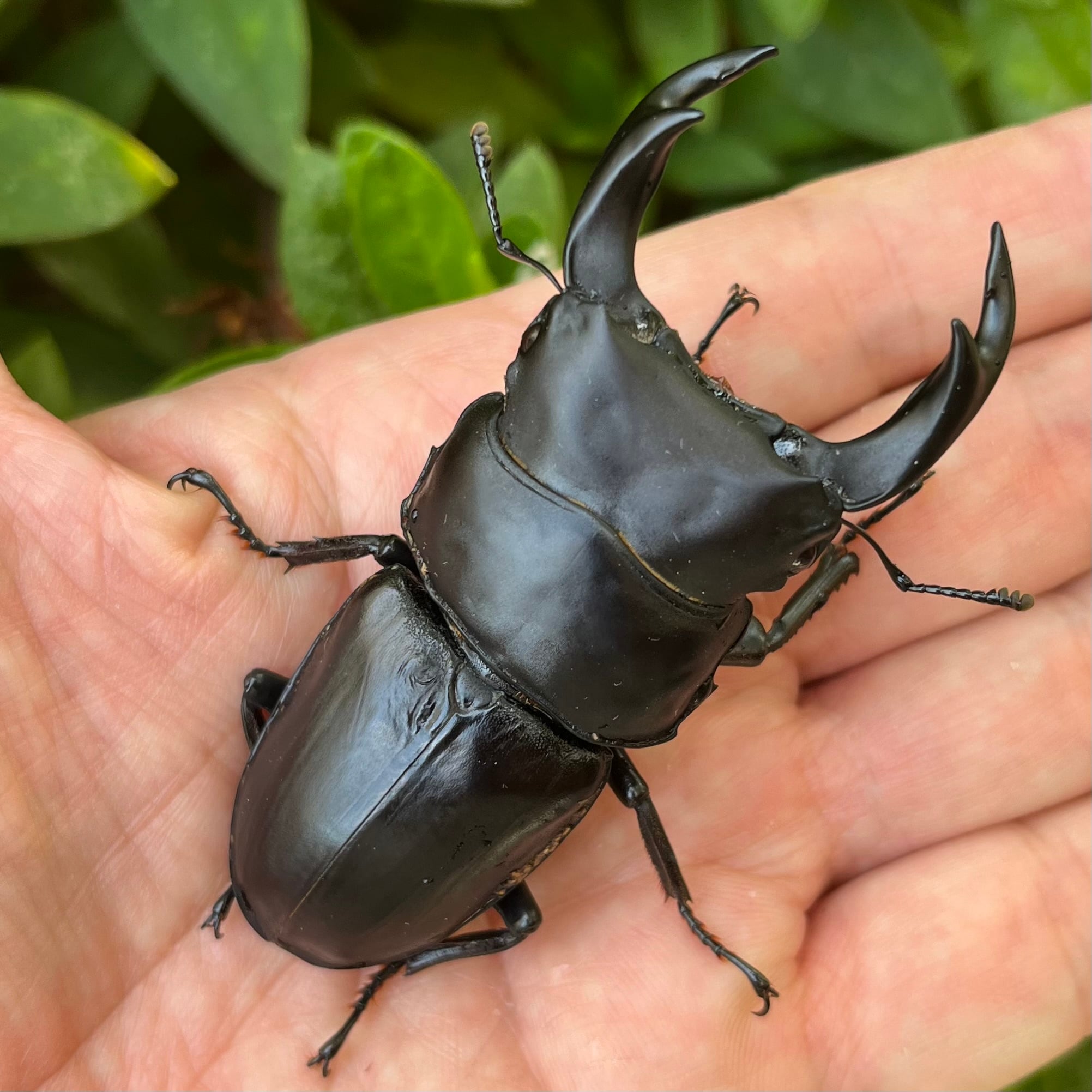岡山県岡山市産オオクワガタペアF1個体（♂76mm） #6743 | Dorcus NAVI