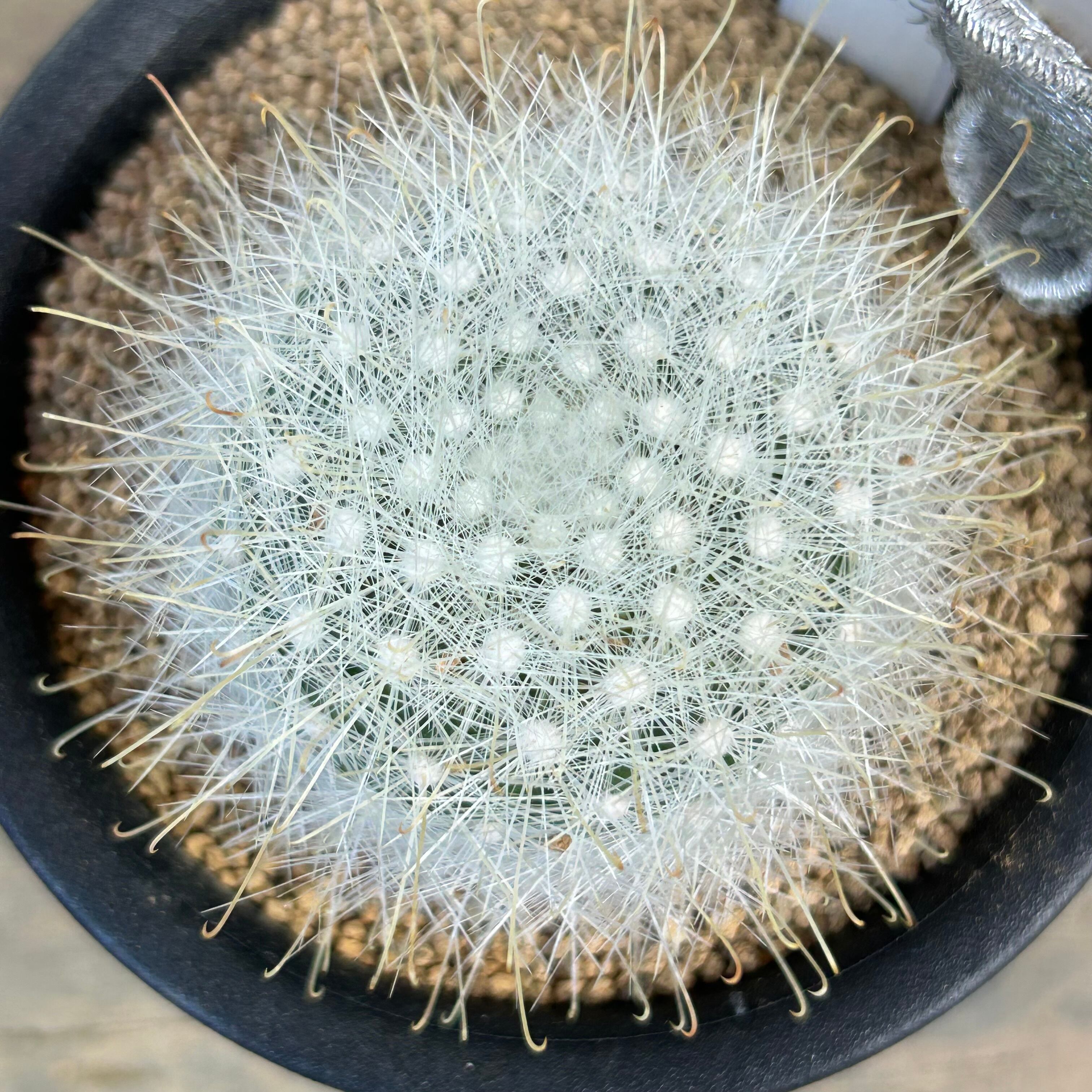 T)月宮殿 サボテン | RuPo 多肉植物専門店