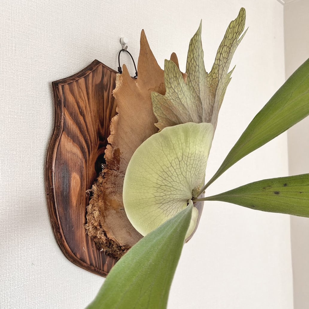 ビカクシダ ネザーランド 板付 【観葉植物 室内 コウモリラン