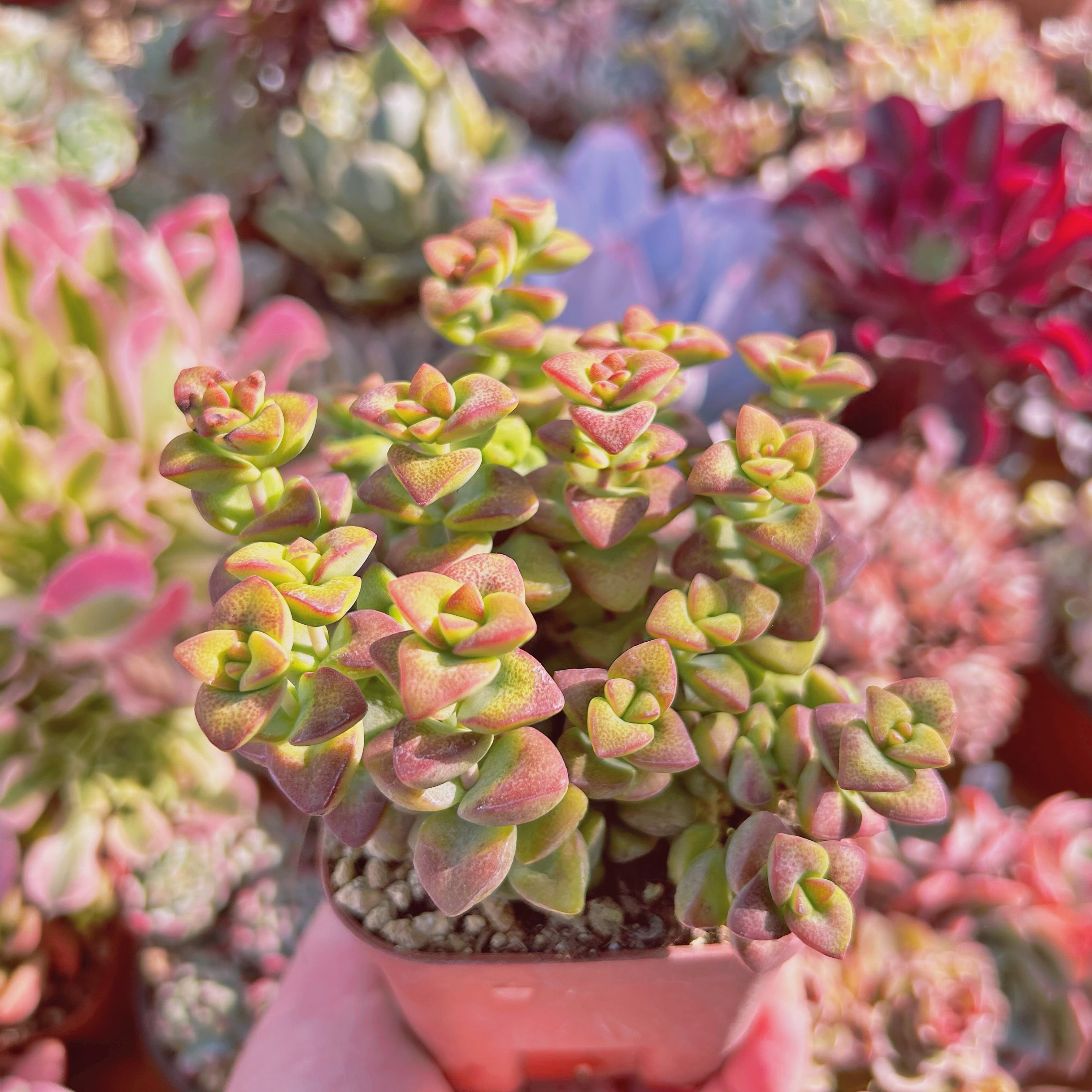 #804現物　多肉植物　ラブハート