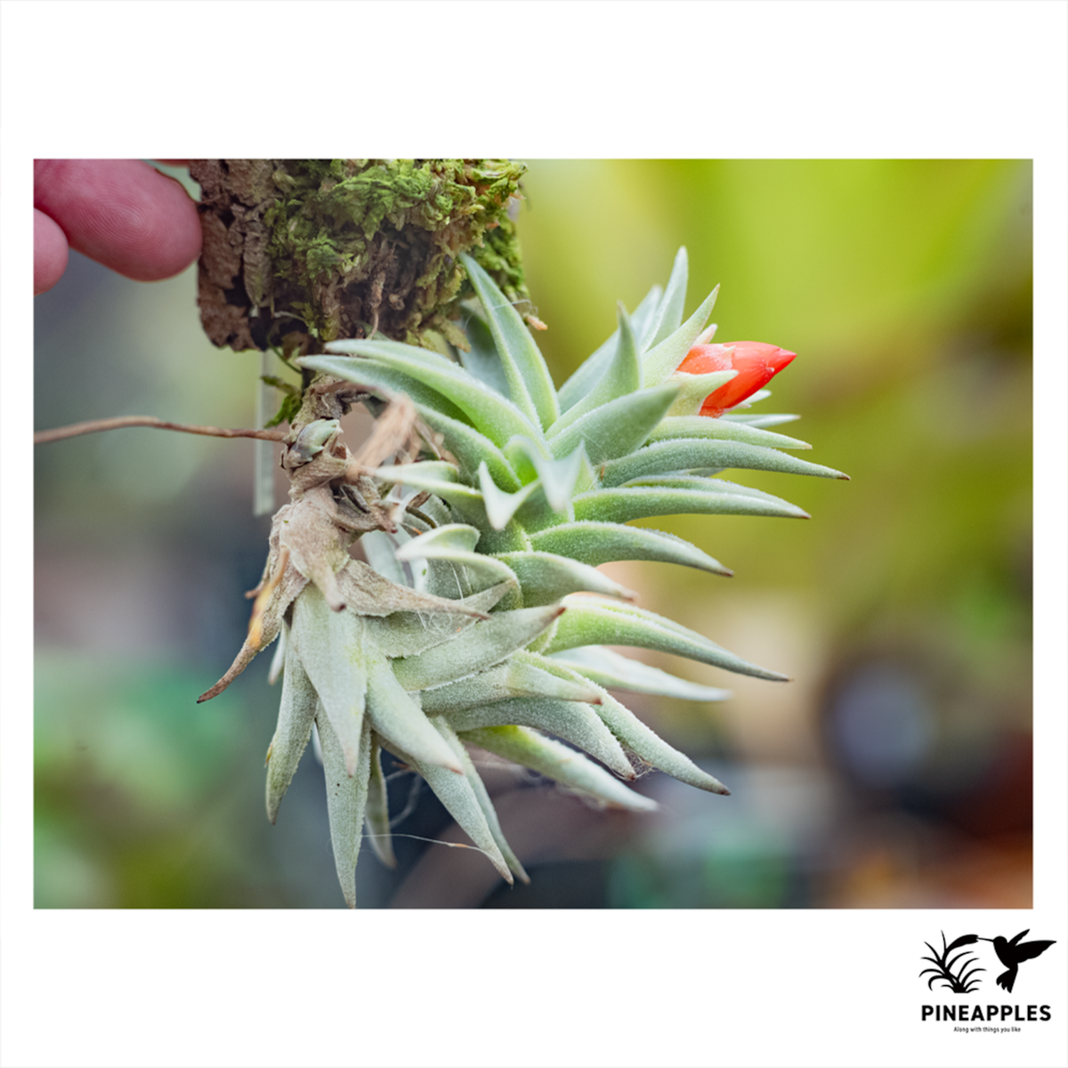 Tillandsia edithiae var. araucariifolia | PINEAPPLES