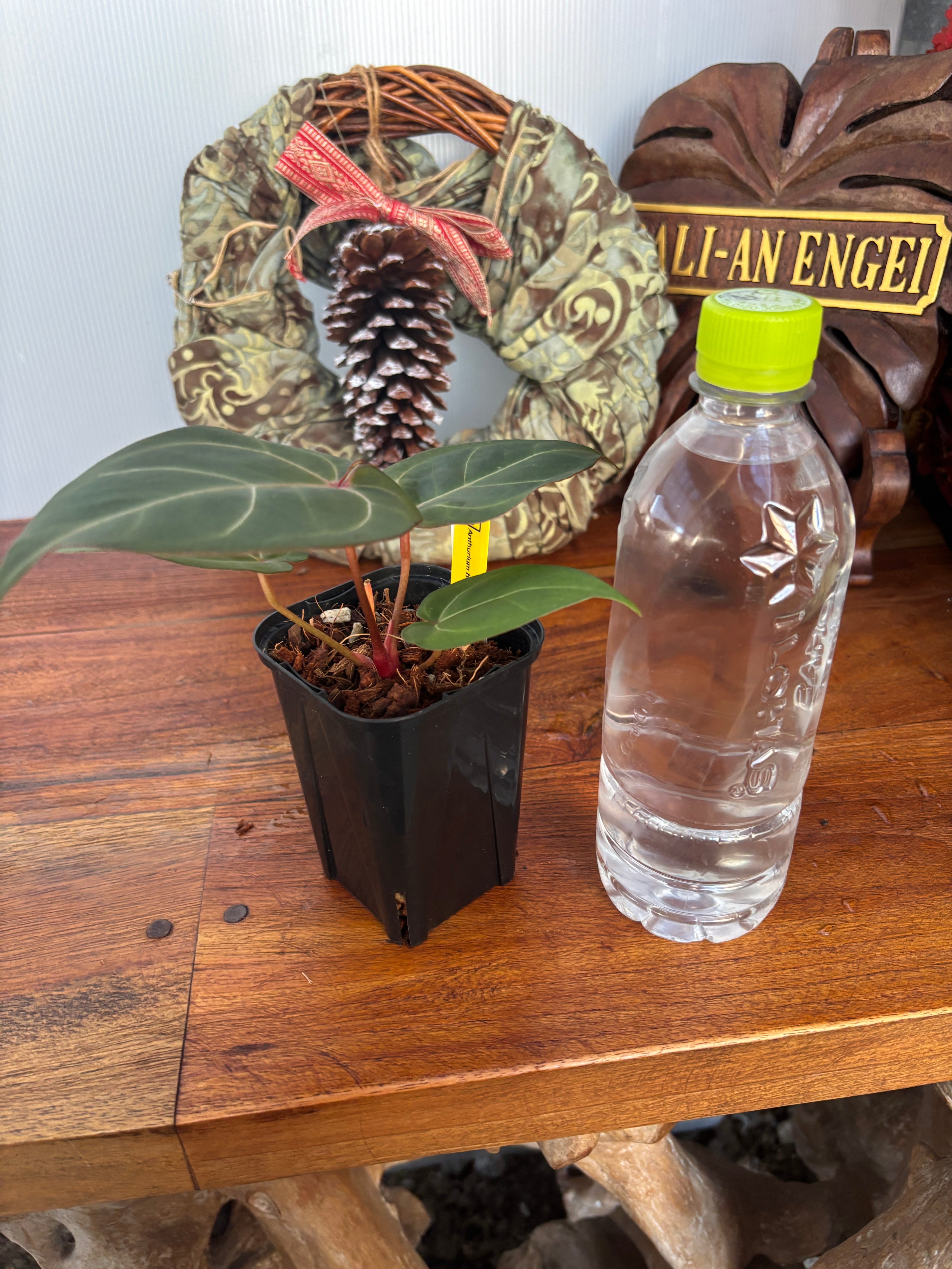 Anthurium | BA PLants