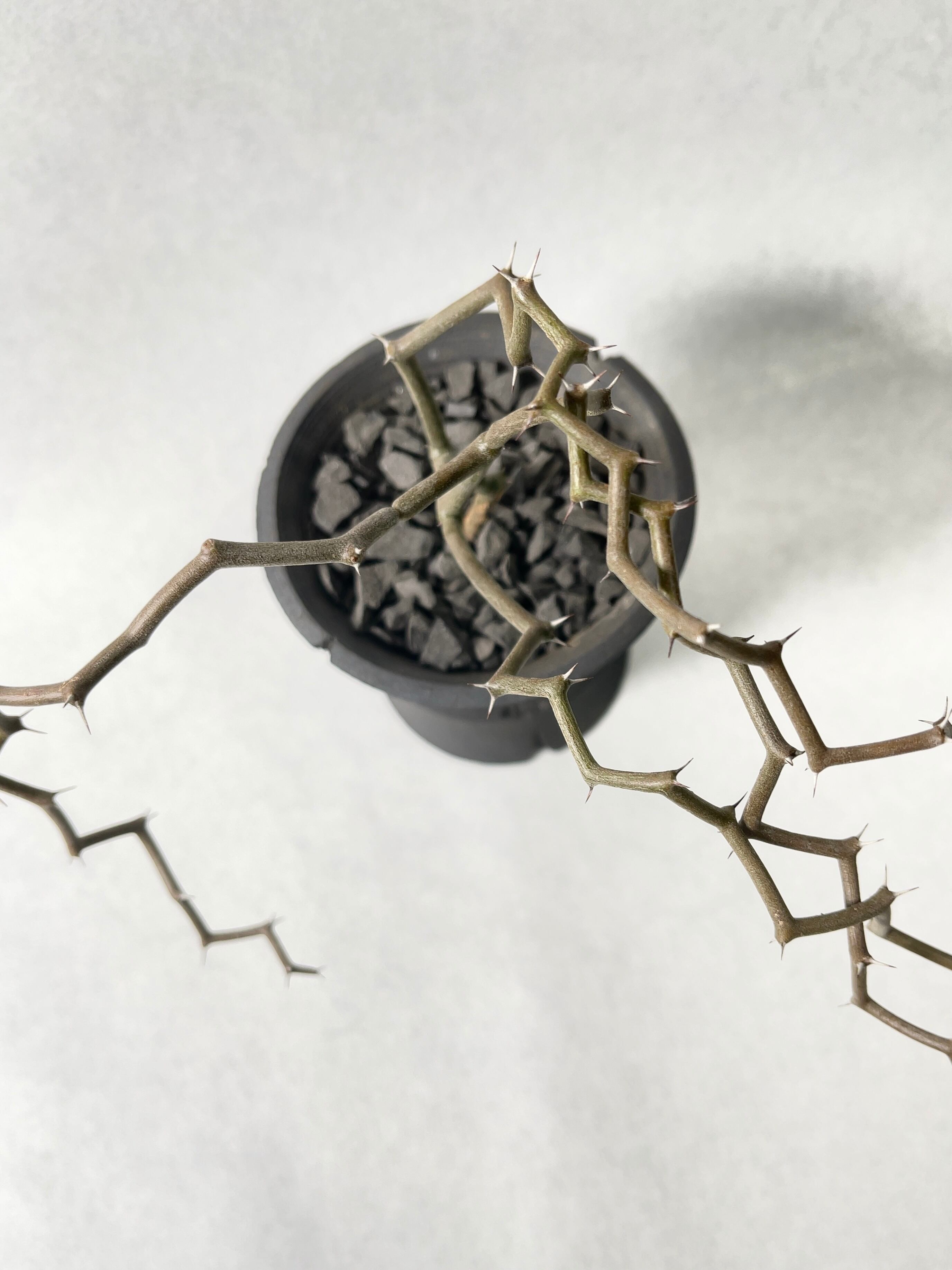 デカリア・マダガスカリエンシス | trigger