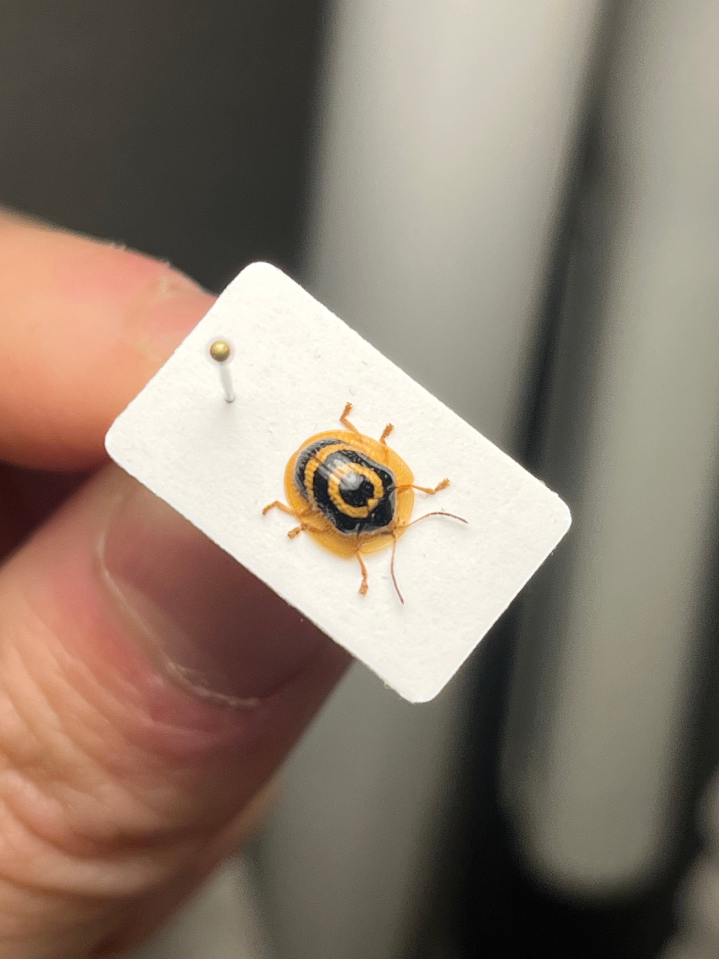 5mm】目玉模様の特徴的なカメノコハムシ 昆虫標本 タマムシカミキリ