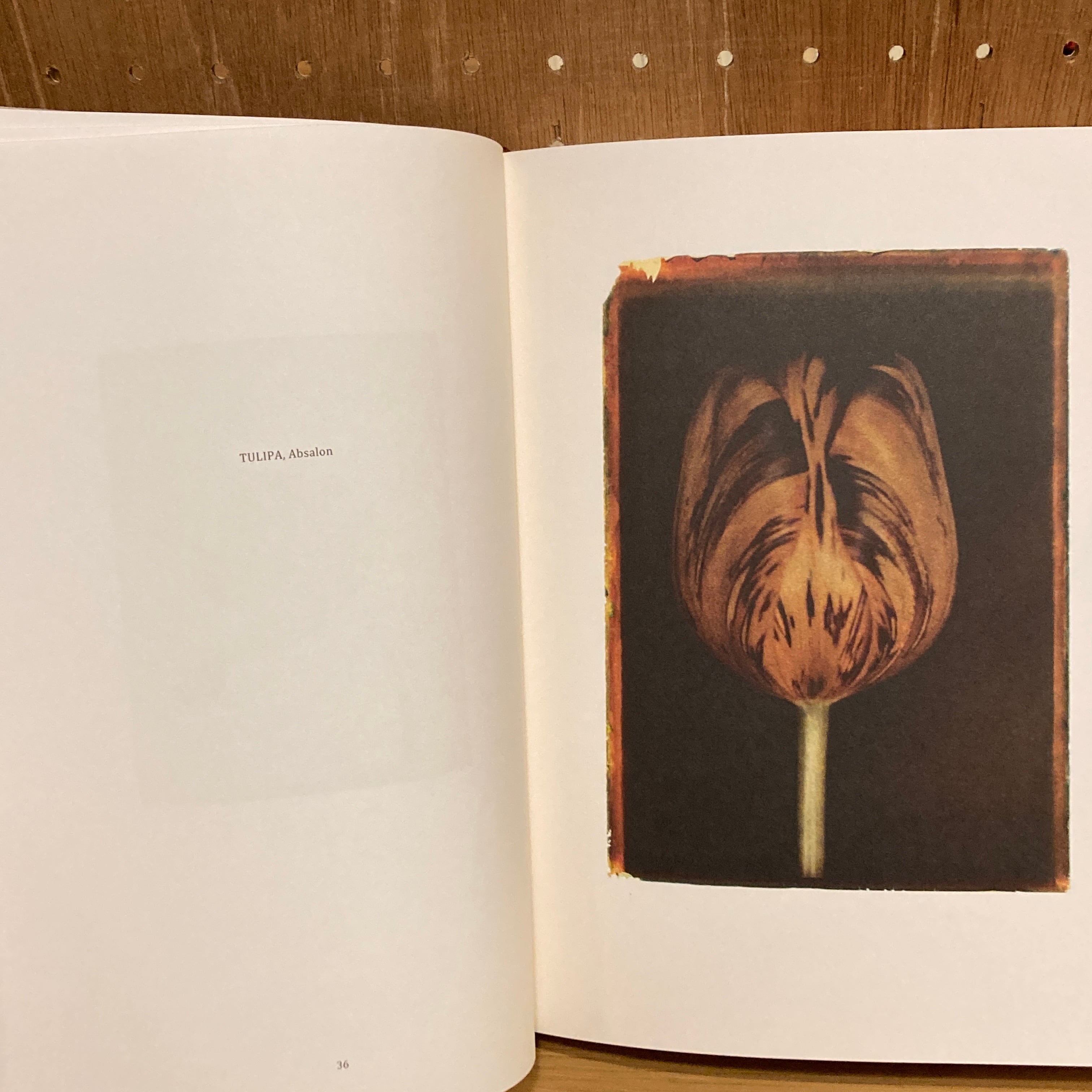 Les extravagantes / Leendert Blok, Gilles Clement | 百年