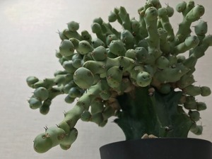 ユーフォルビア クリビコラ