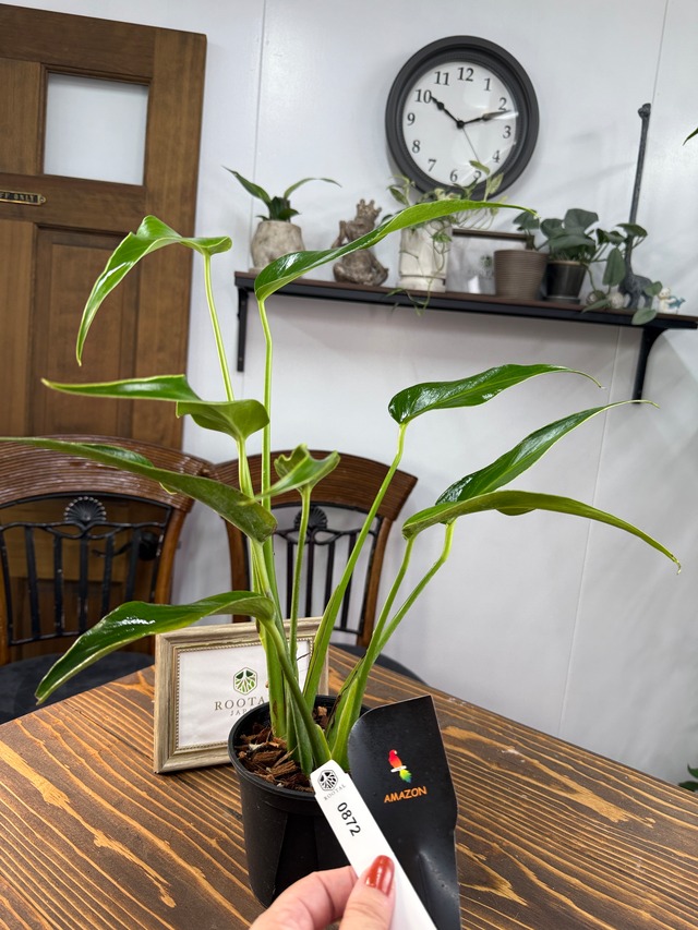 ★872【芽吹きから広がる未来のフォルム】モンステラ バールマルクスフレーム（4号ポット）