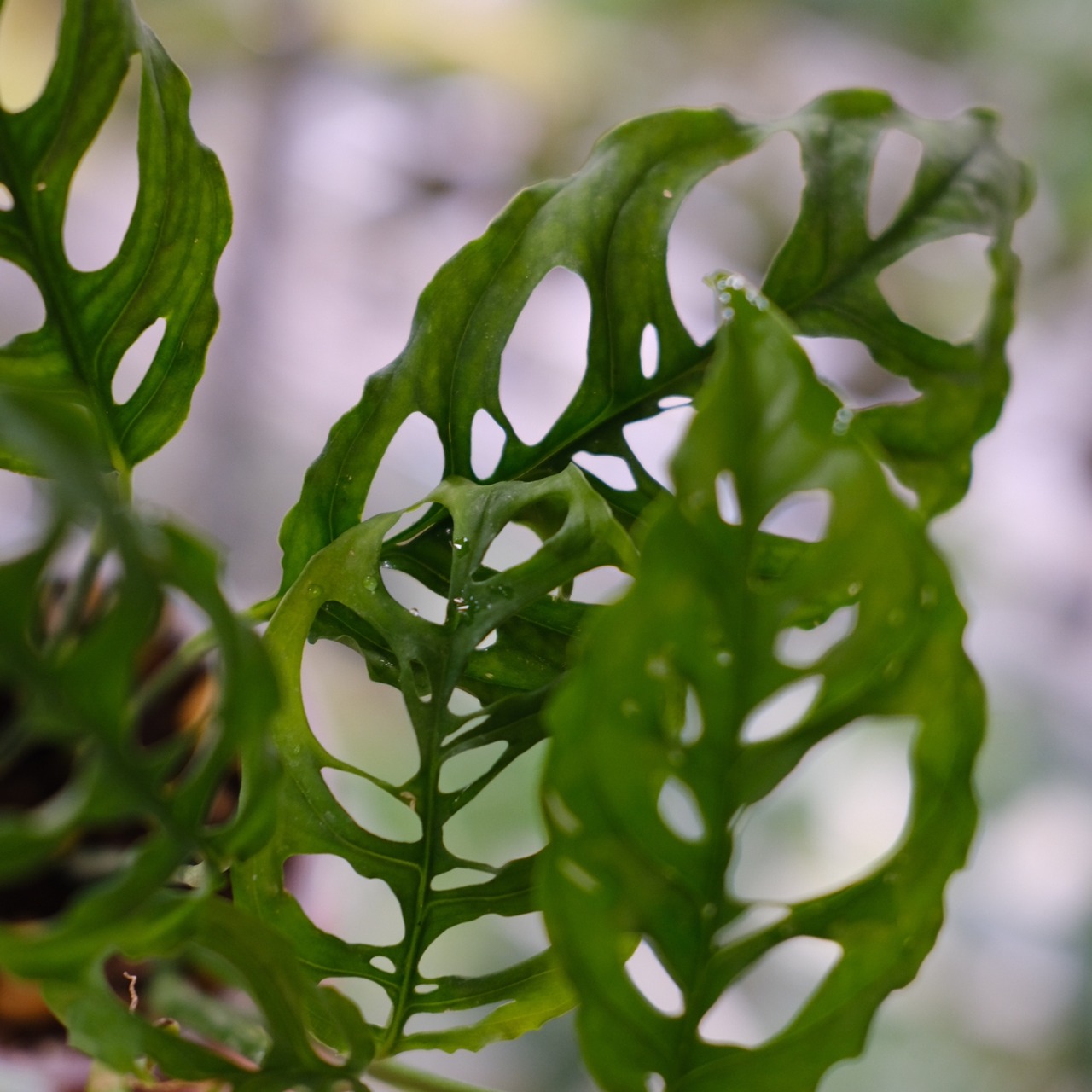 【実生】モンステラ オブリクア ペルー / Monstera Obliqua Peru④ / 観葉植物