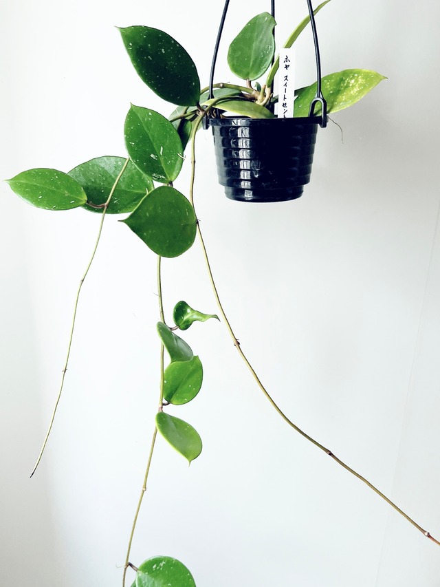 《希少》ホヤ スイートセント ハンギング 観葉植物 calm cafe