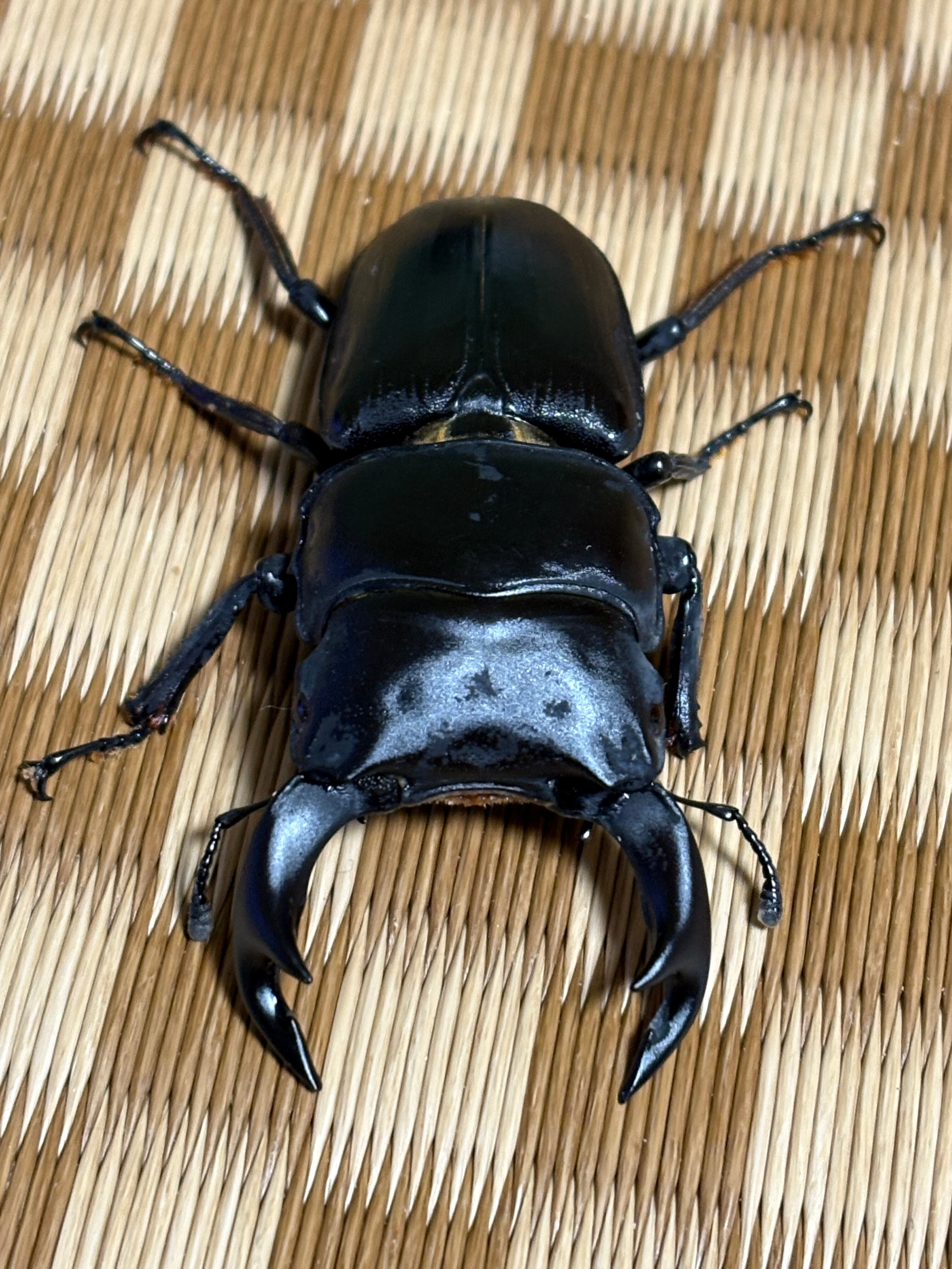 色残抜群】トゲアクマツユムシ リオック 直翅類 カマキリ マンティス