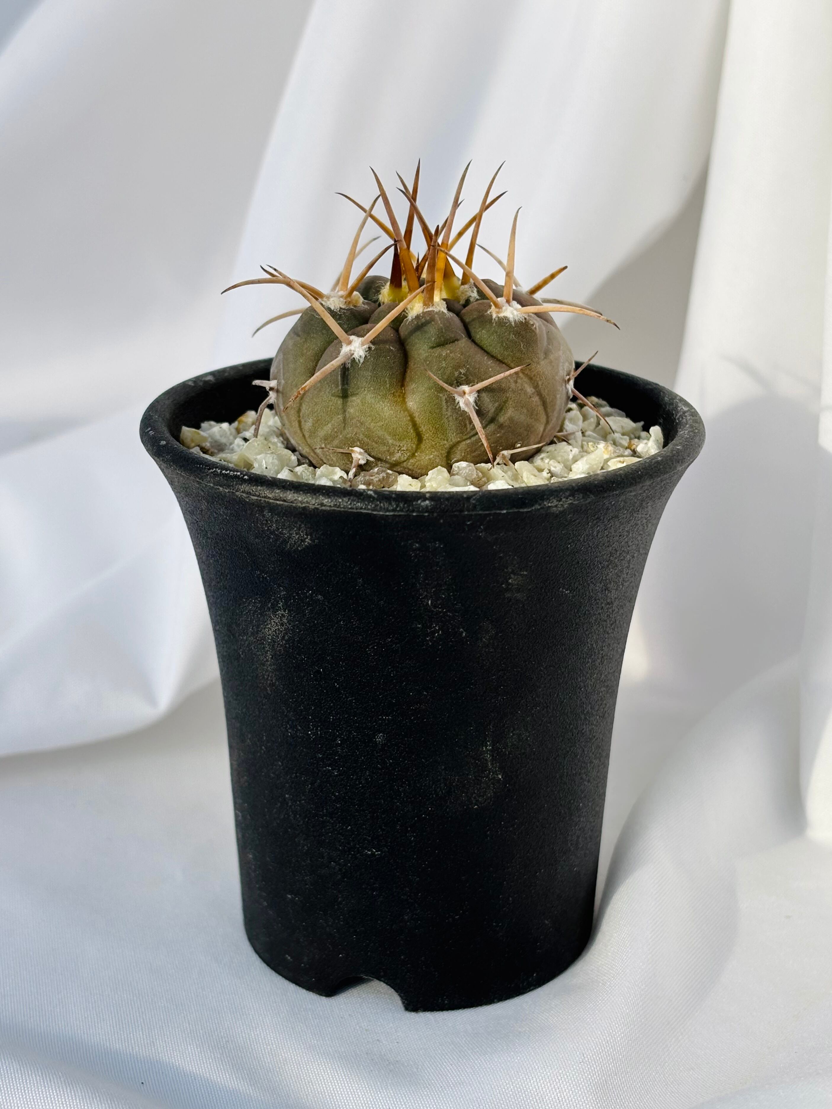 Gymnocalycium mazanense ギムノカリキウム 守金魔天竜 サボテン
