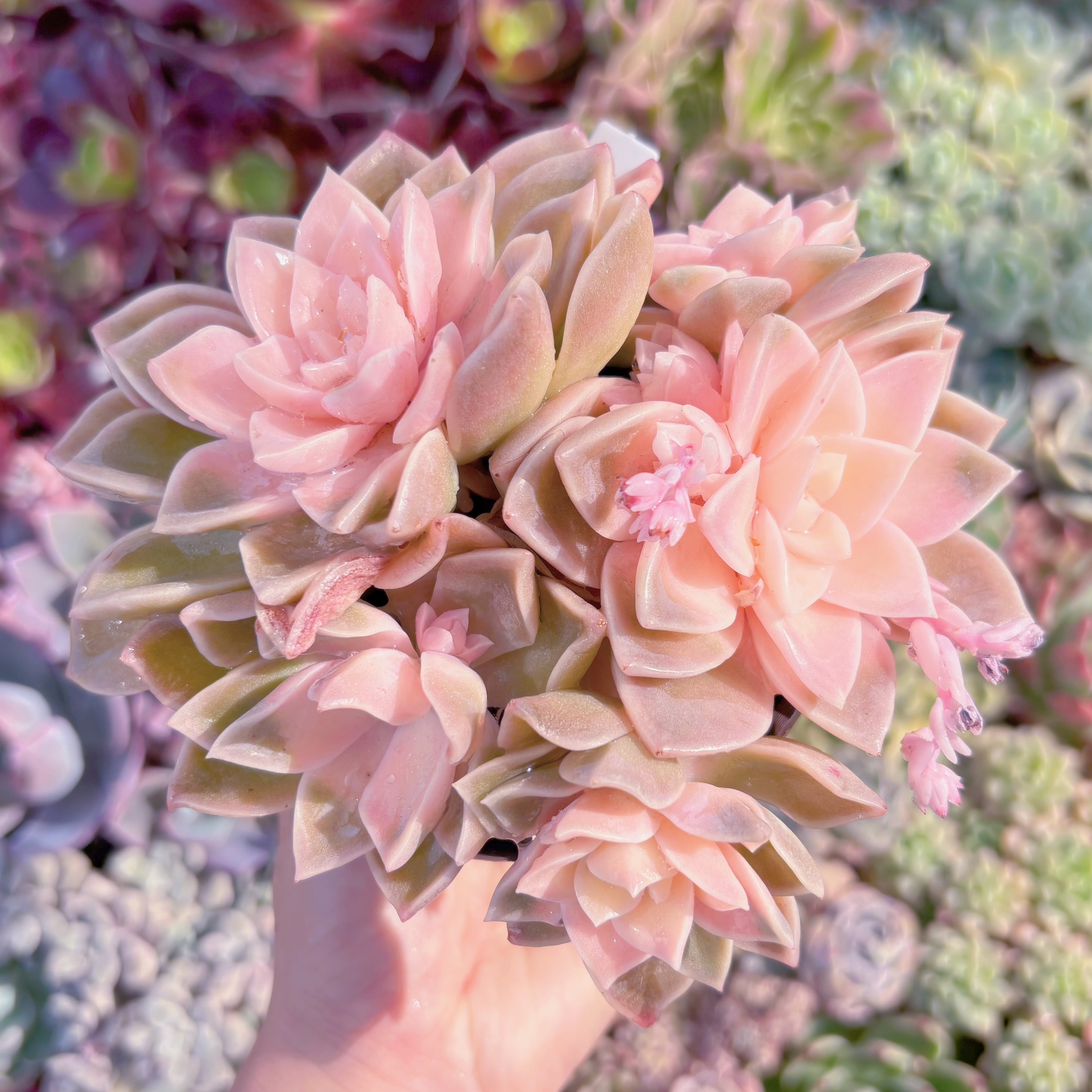 現品　ラブリーローズx白牡丹#552　るる農園