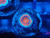 Loadhowensis Baby "Red" 31