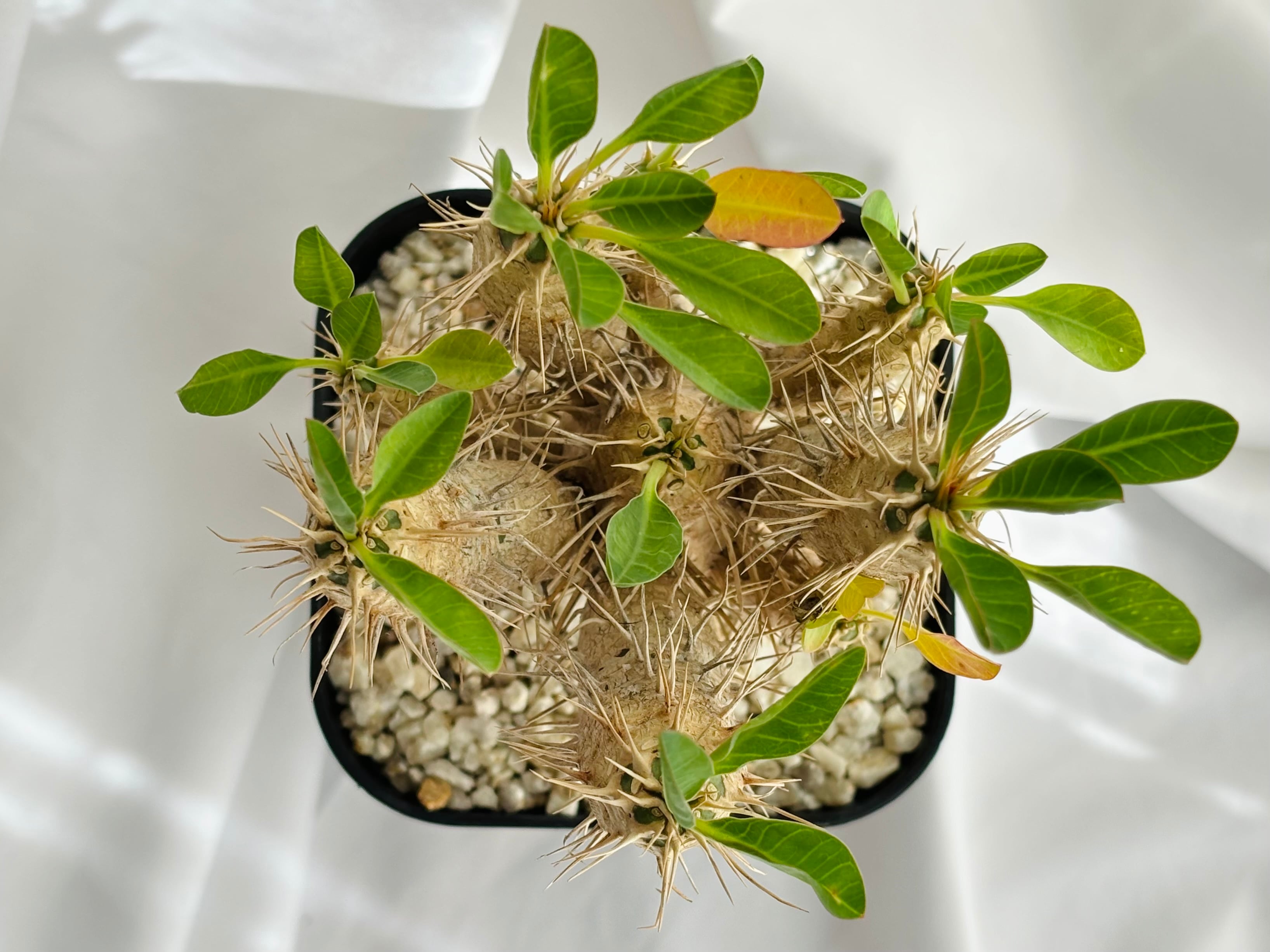 ギラウミニアナ 「多肉植物」ユーフォルビア ユーフォルビア 0 抜き苗