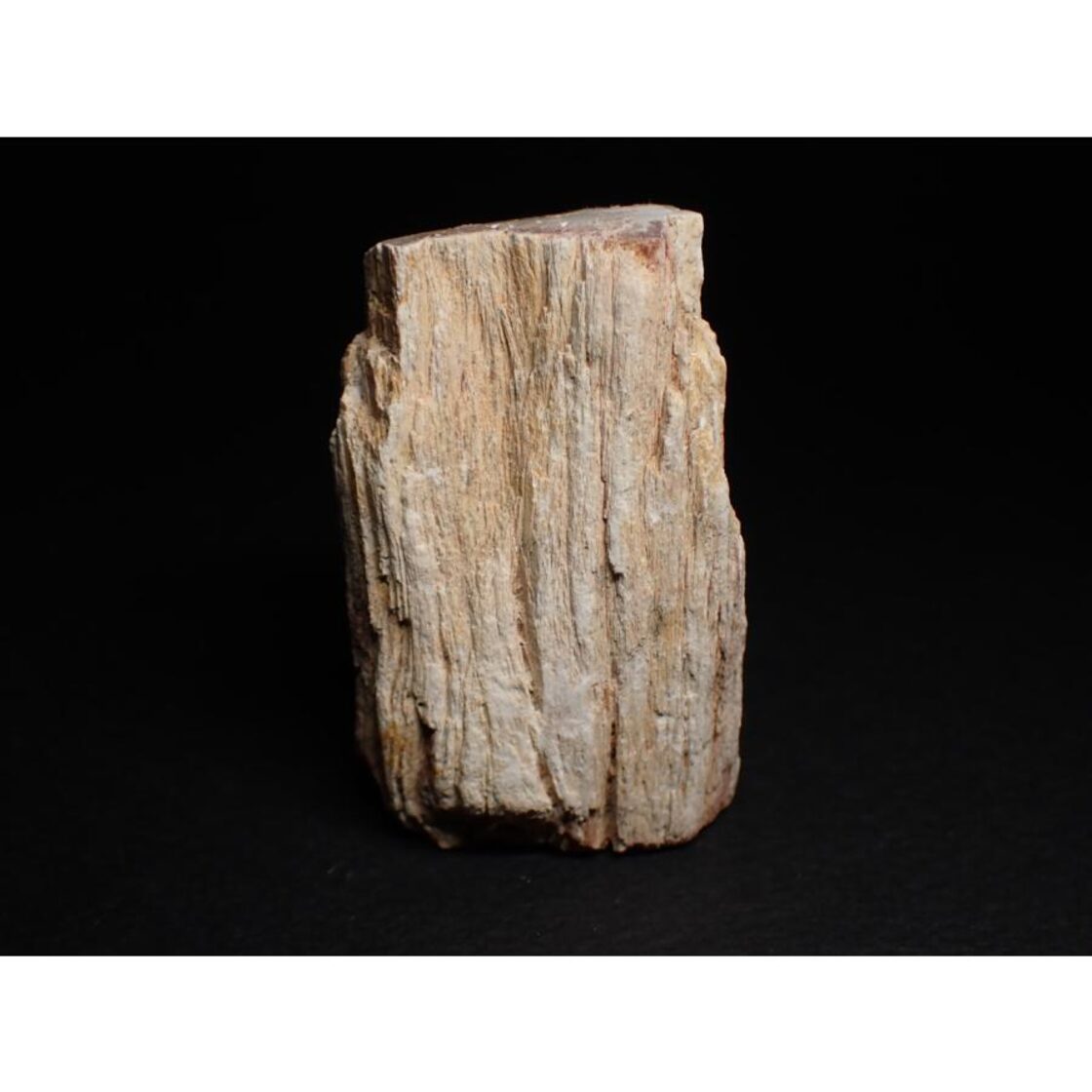 マダガスカル産 ペトリファイドウッド(珪化木)/Petrified Wood 一面 