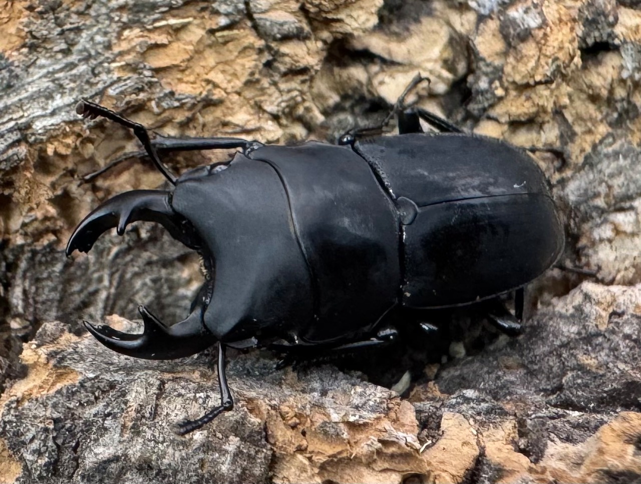 【WF2】《メタドルクス ロトゥンダトゥス ペア＋♂1頭おまけ》