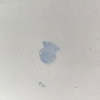 バドンヴィレー 木製蓋付きお塩入れ（SEL）Badonviller 12KWdn17-2