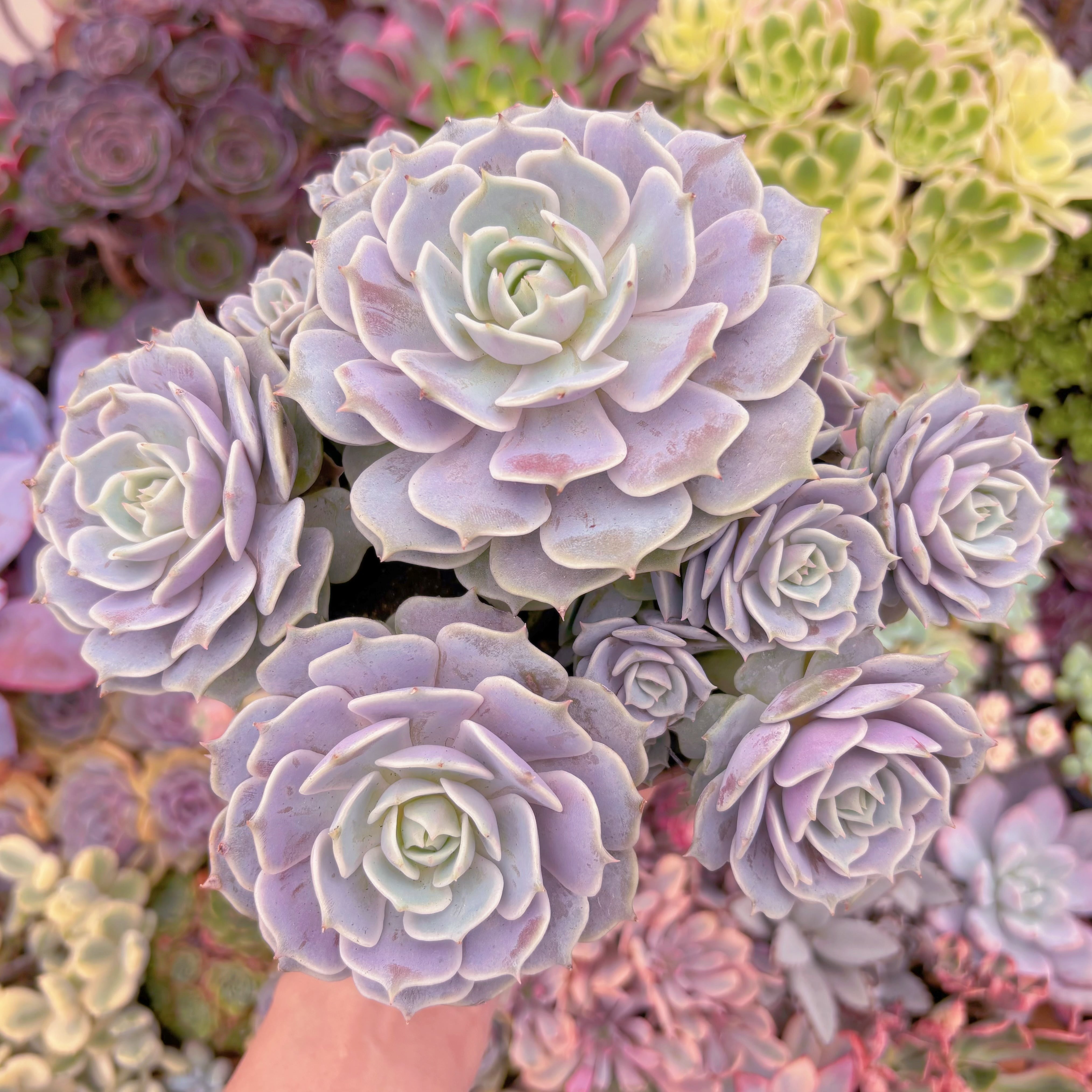 現品　ローラ#A87　特特大群生　新入荷　るる農園