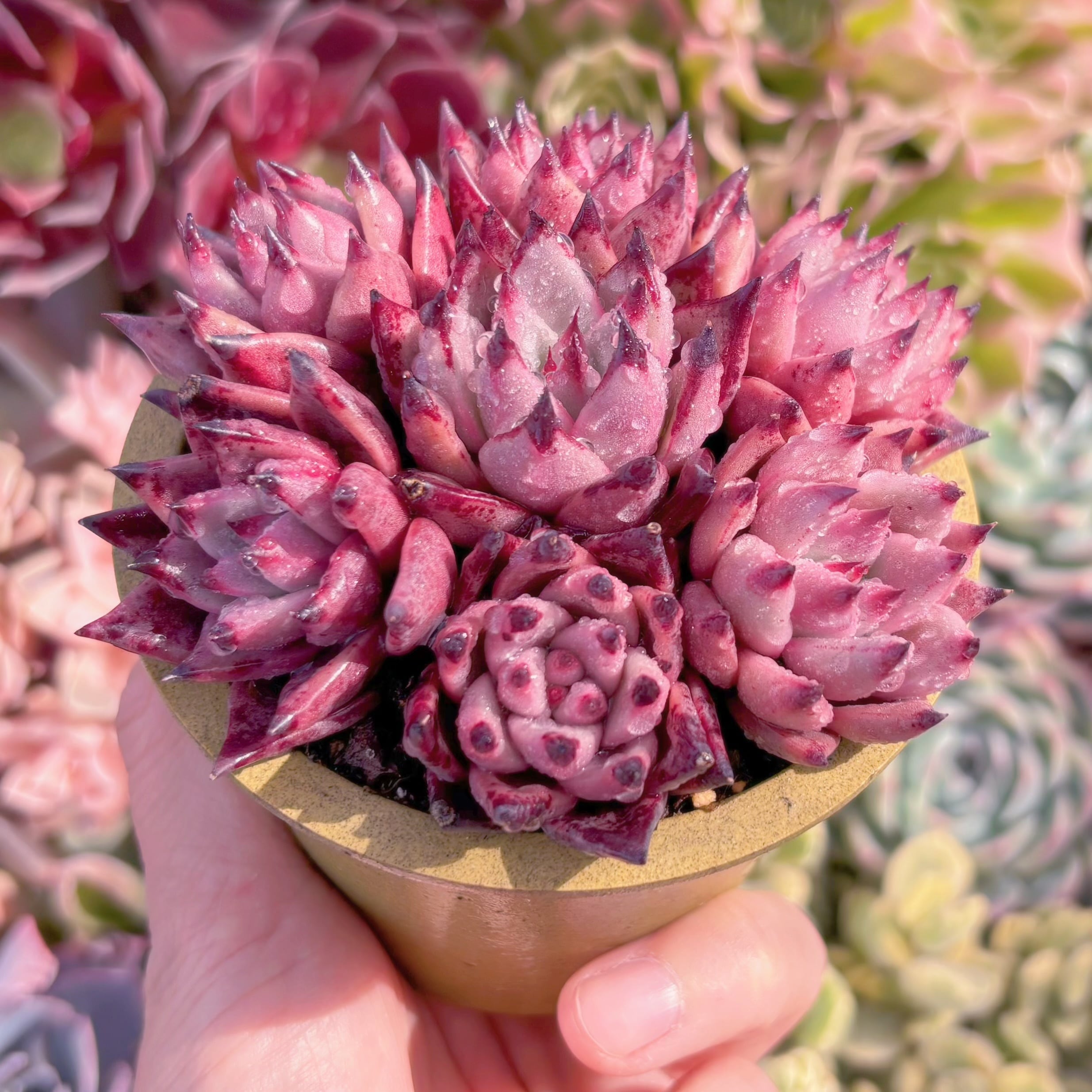 多肉植物 ブラッドロメオ(7頭) 新入荷 るる農園 | るる農園~多肉植物専門