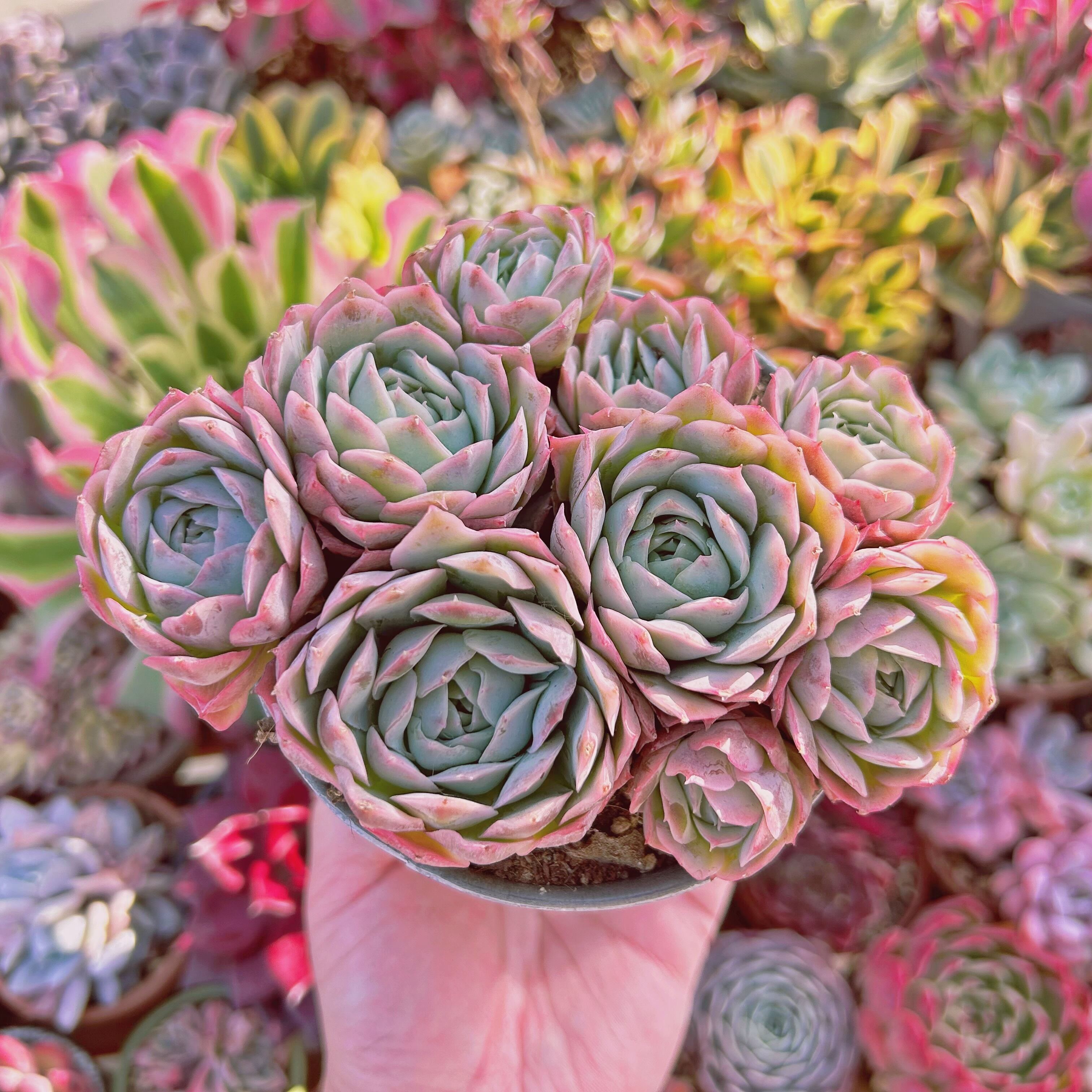多肉植物 Echeveria 静月 7頭以上 特大 | るる農園~多肉植物専門